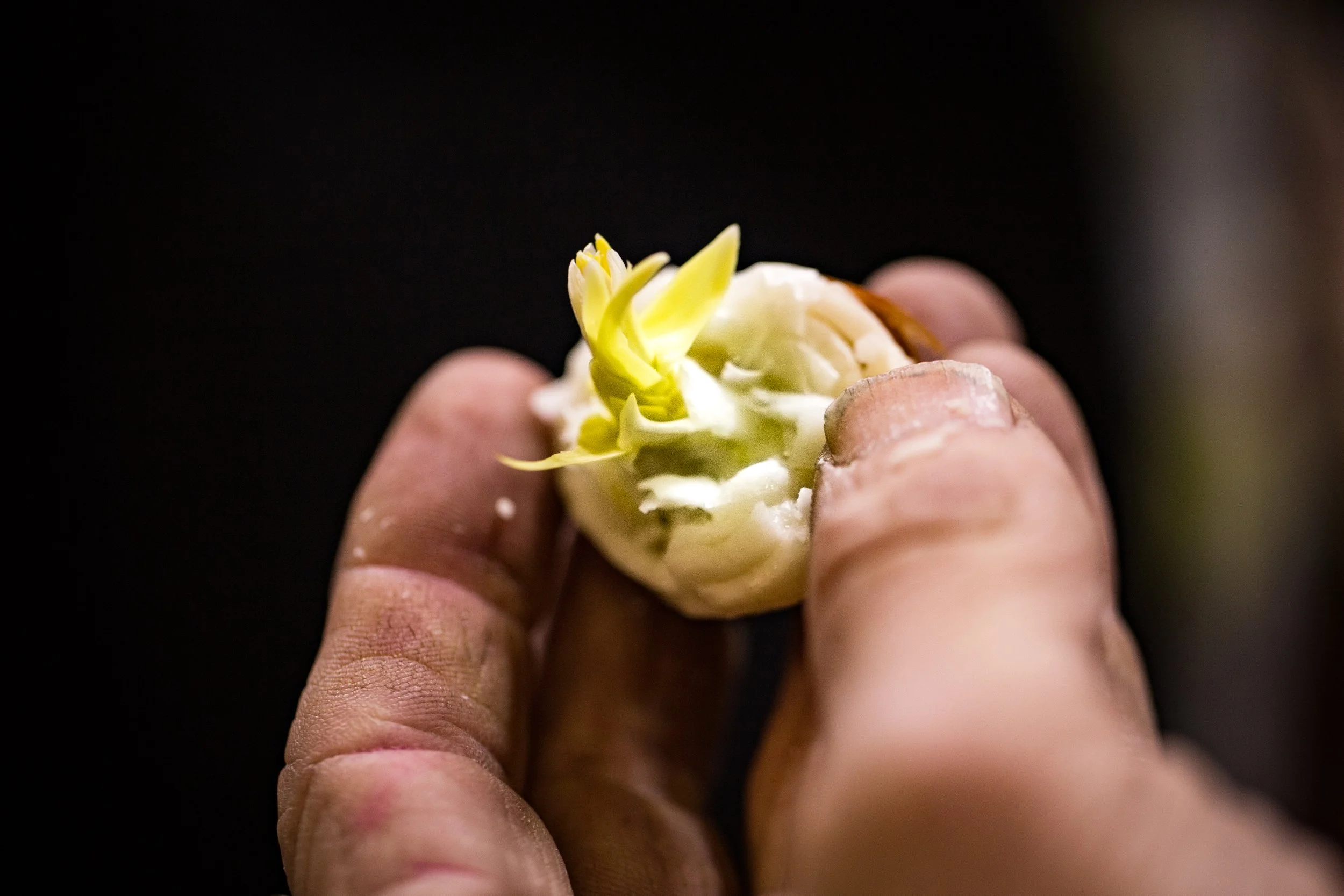 Tulip Bulb - Holland