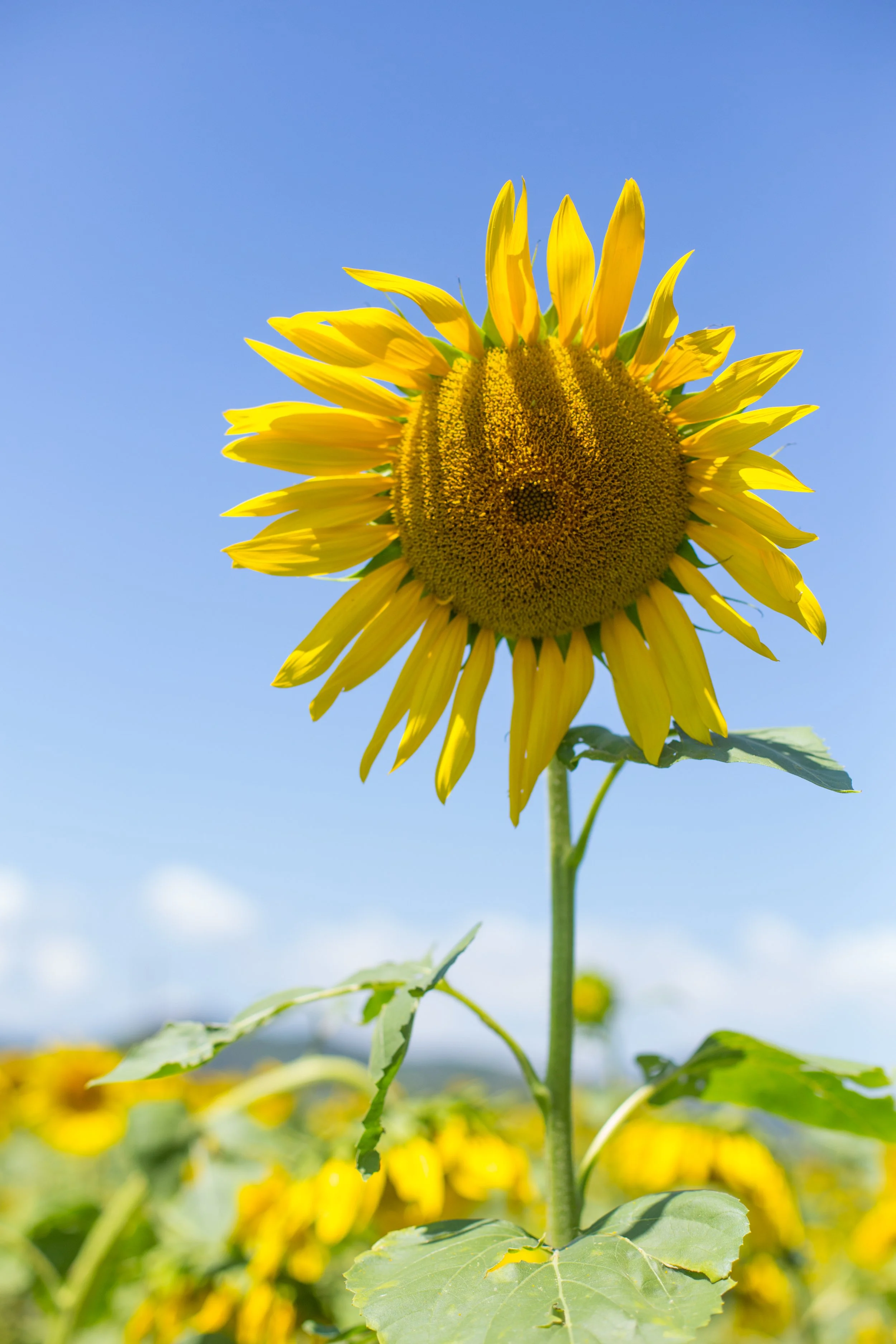 A sunflower in Tuscany 