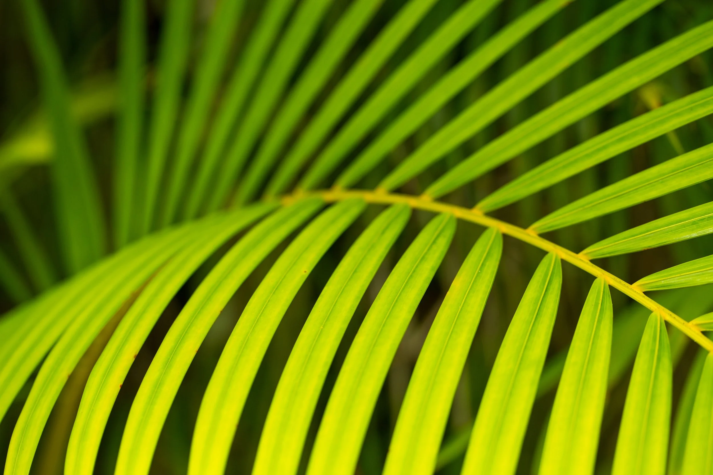 Palm Leaf - Sanibel, Florida