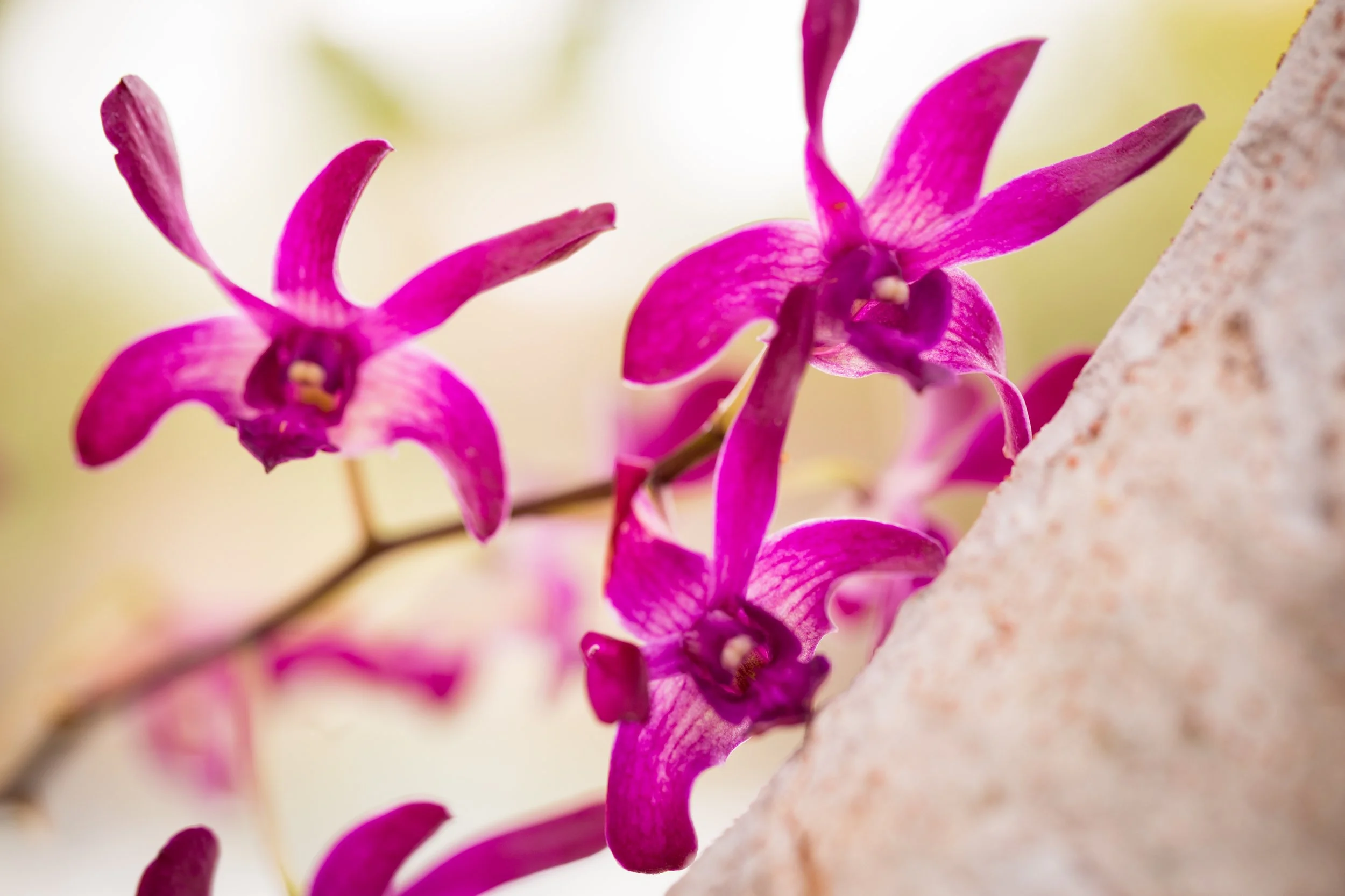 Fuchsia Orchids - Sanibel, Florida