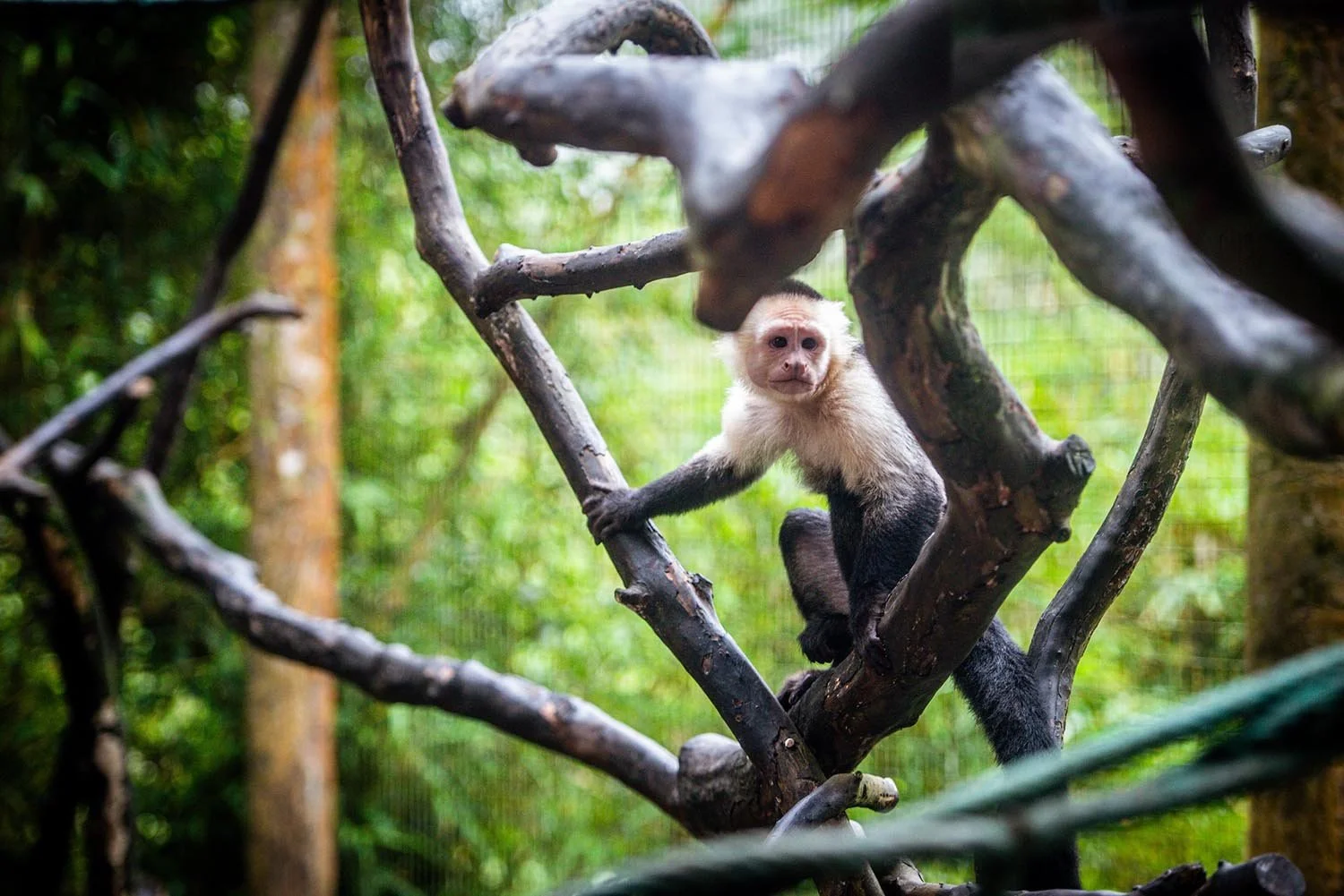 A capuchin monkey perched on tree branches in a forest environment.