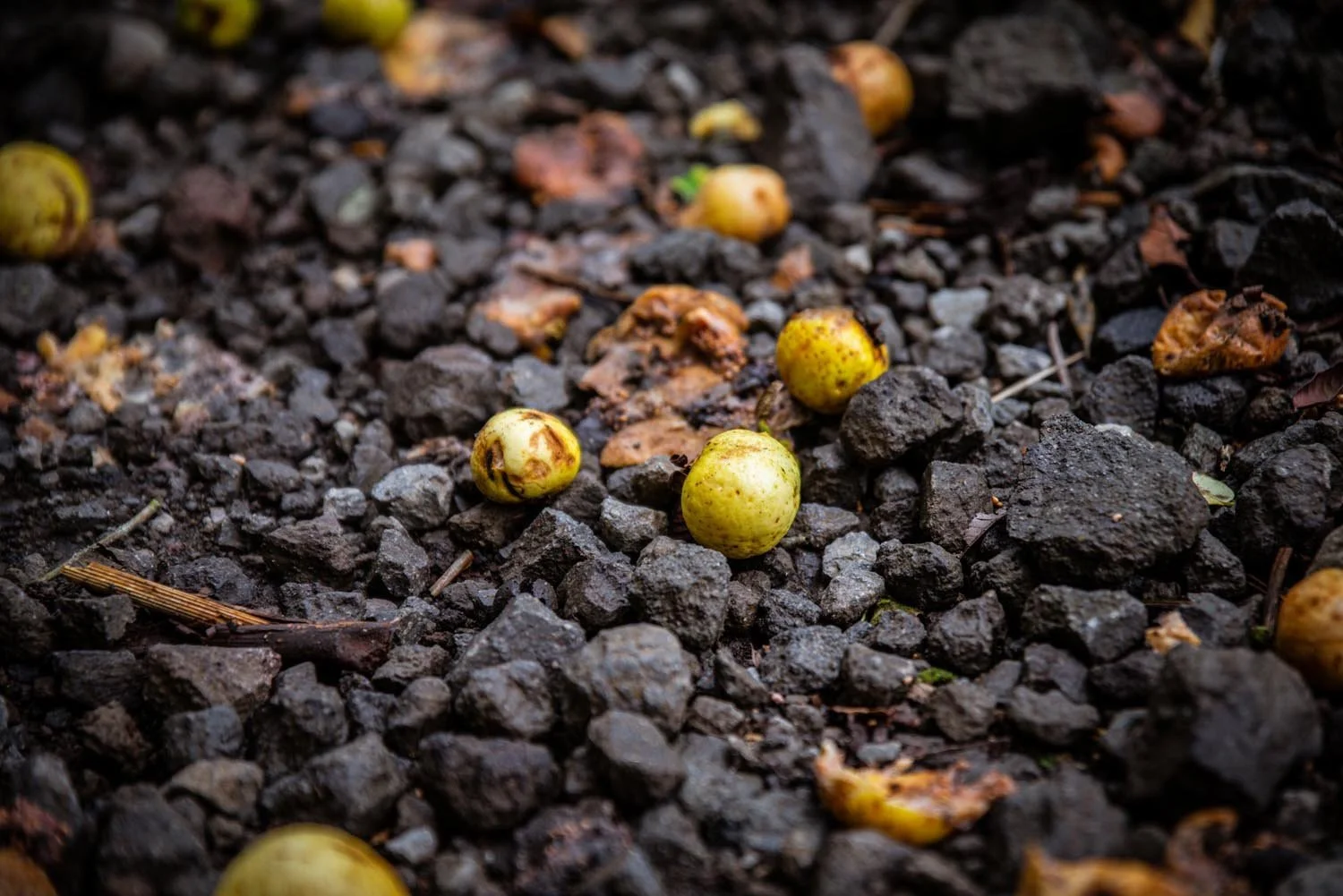 Small yellow fruits scattered on dark, rocky ground with some leaves and debris.