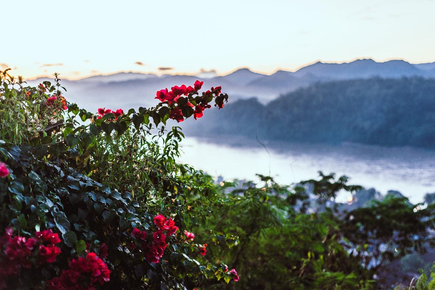 Scenic view of vibrant red bougainvillea flowers with mountains and river in the background at sunset.