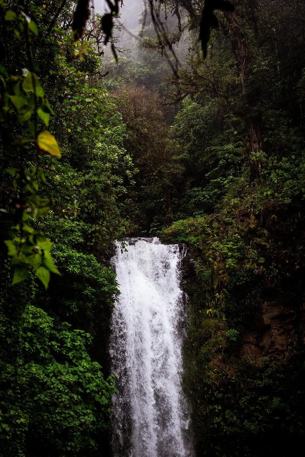 Waterfall surrounded by lush green foliage in a misty forest environment.
