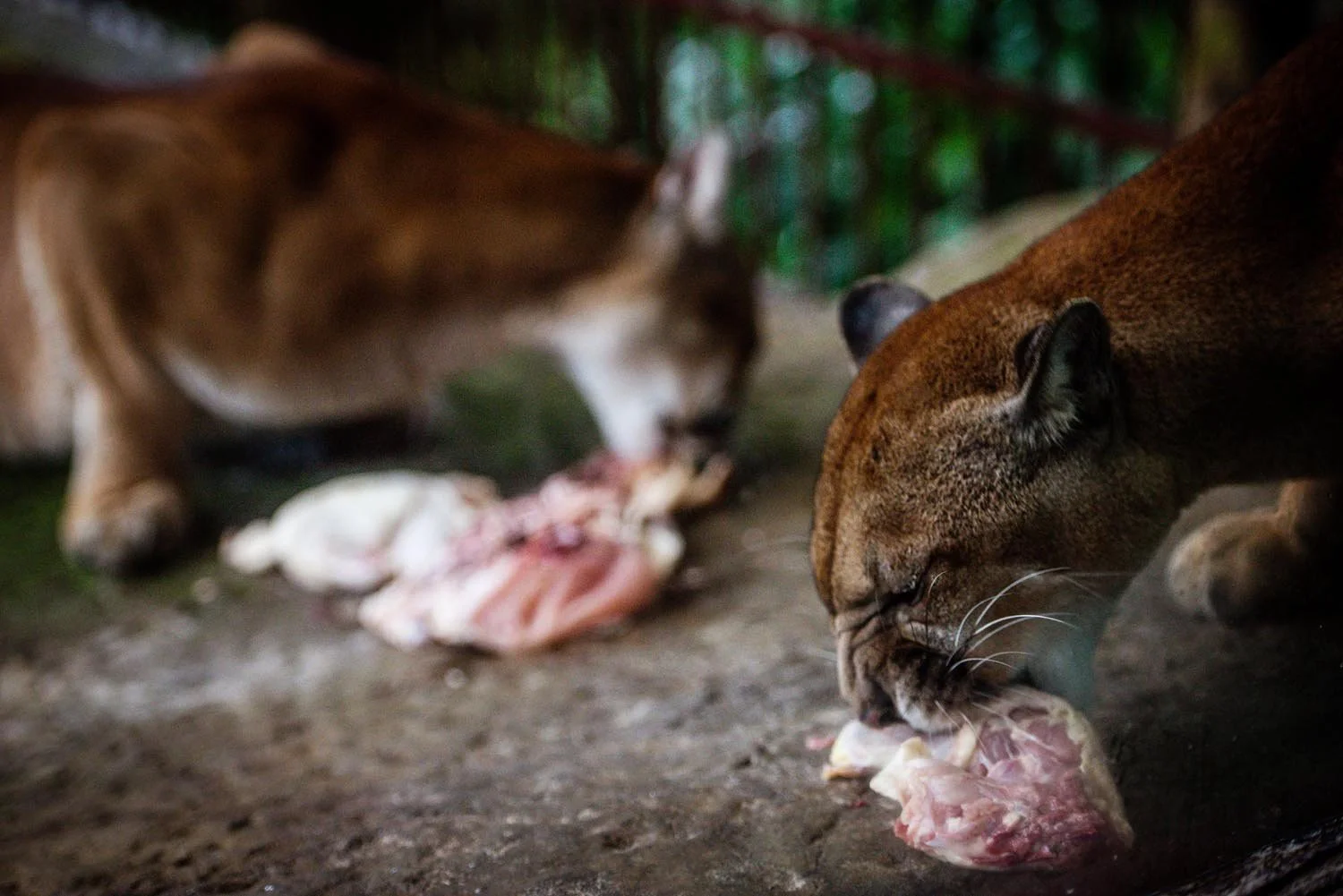 Two cougars eating raw meat.