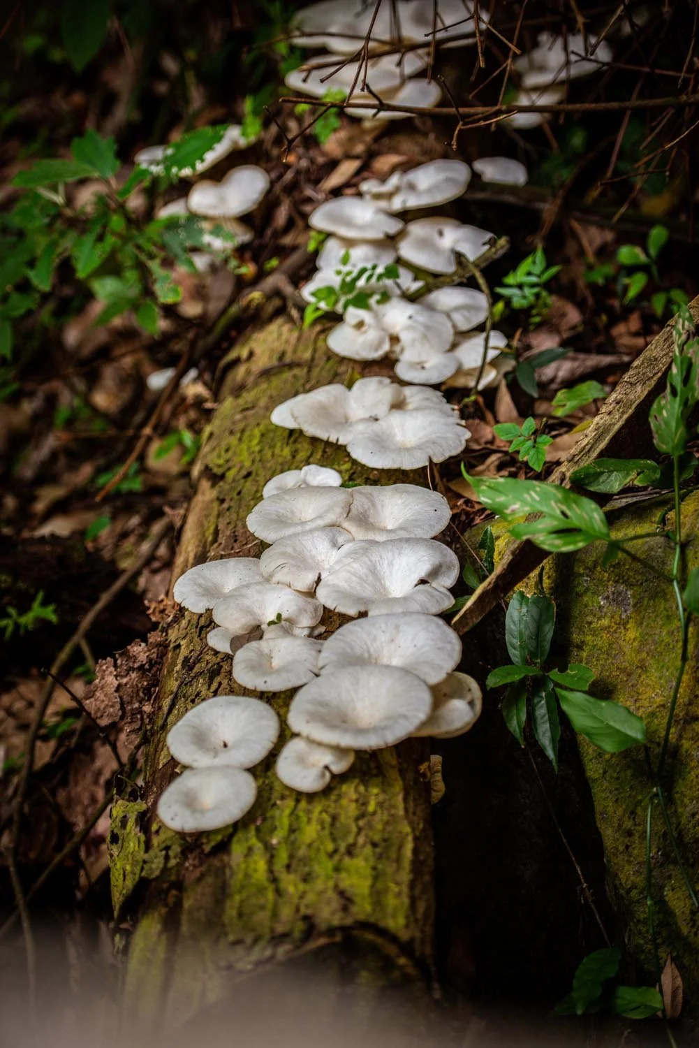 White mushrooms growing on a moss-covered log in a forest scene with surrounding greenery and fallen leaves.