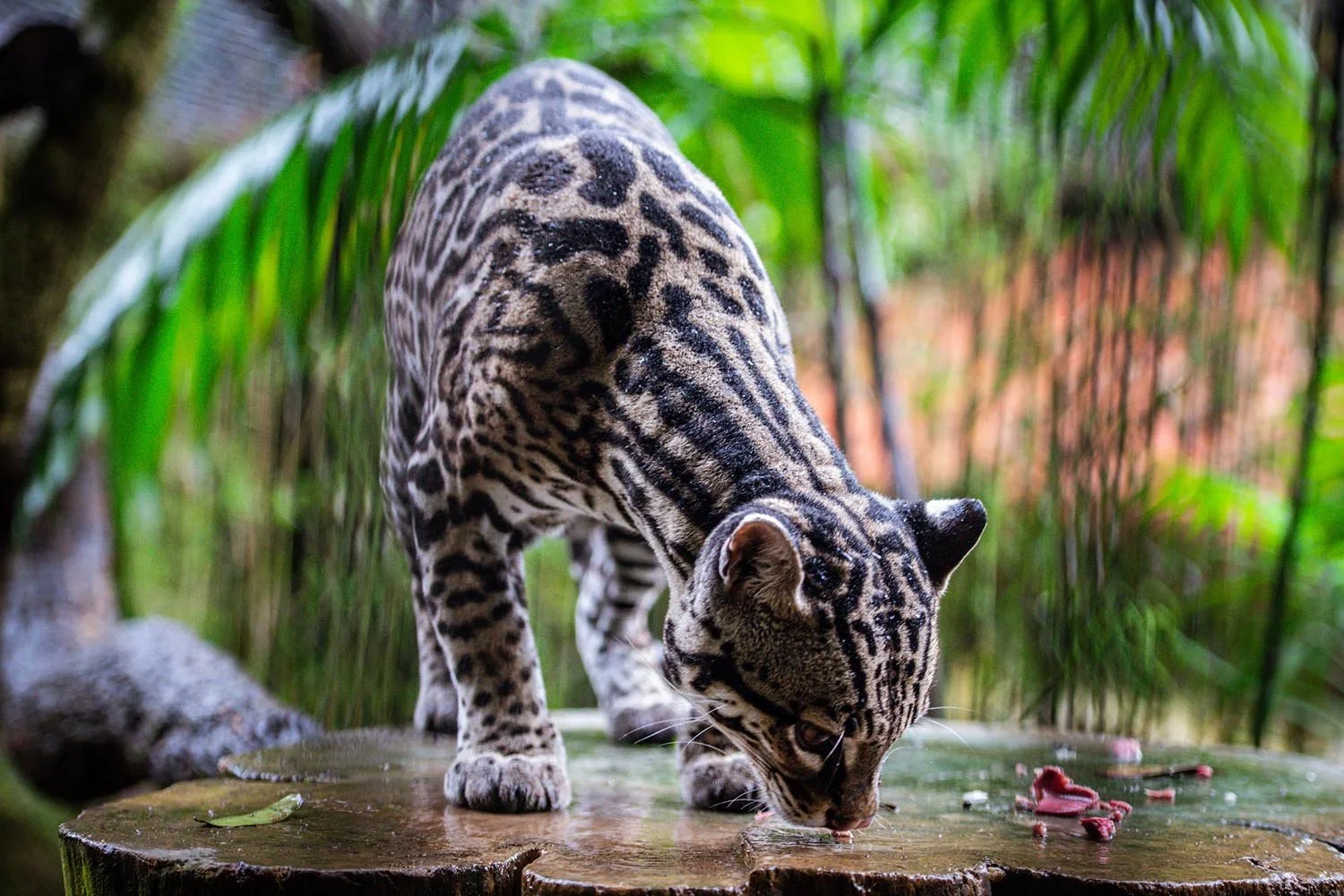 An ocelot standing on a tree stump in a lush, green forest environment.