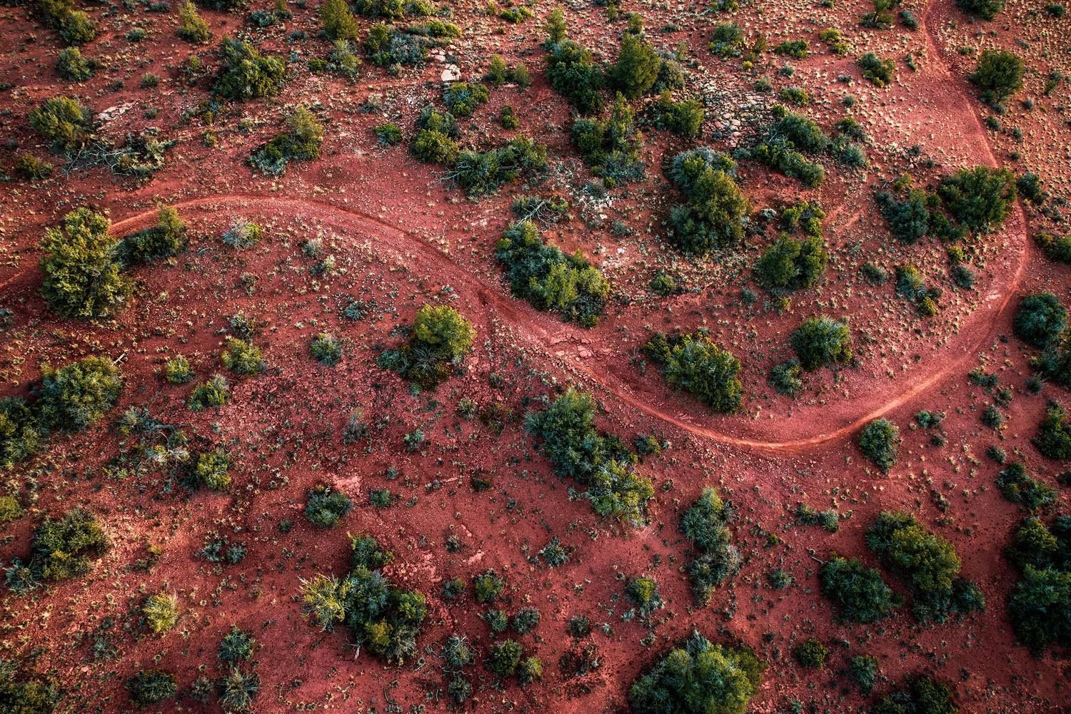 Aerial view of a winding dirt path through a desert landscape with scattered green shrubs and plants on reddish-brown soil.