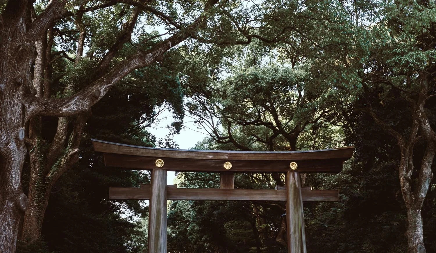 A traditional wooden Torii gate in a forest setting with lush green trees.