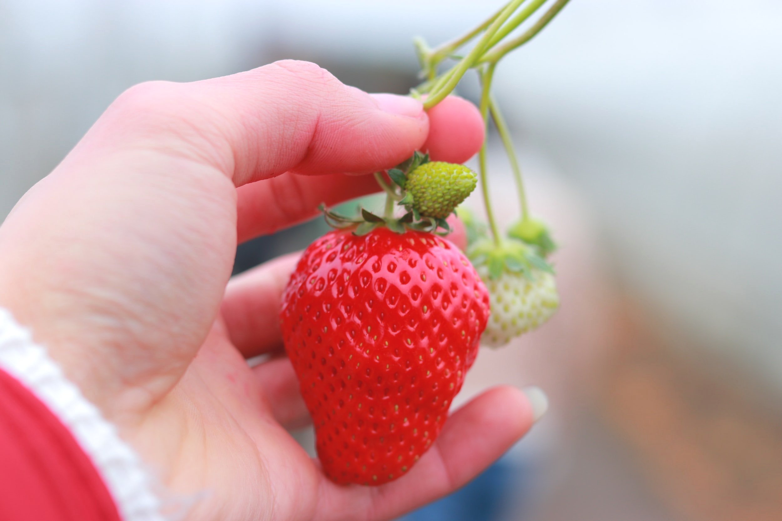 Stehly Farms Organics