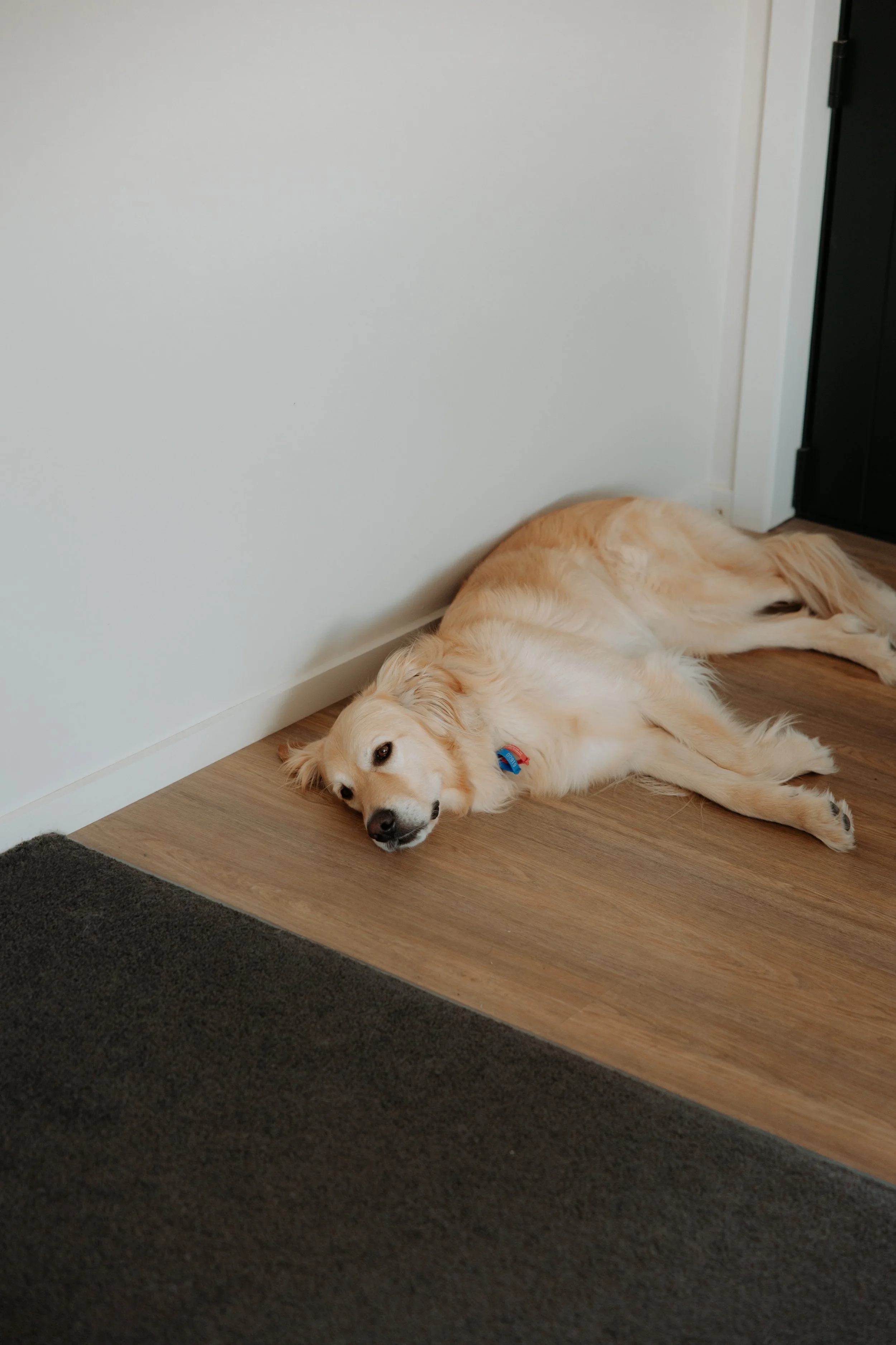 CDP-1.jpg