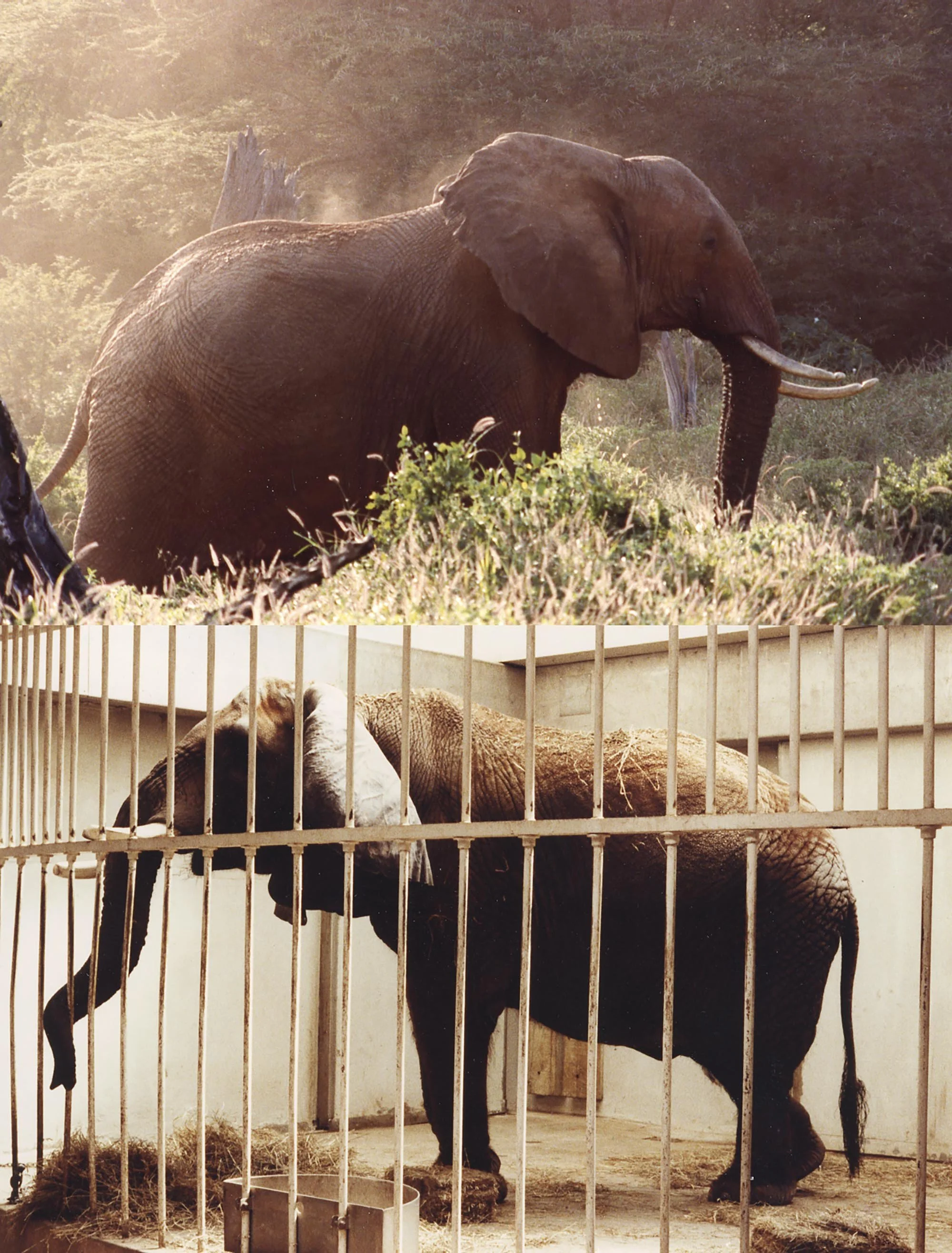 Elephant profile Africa / zoo 1990