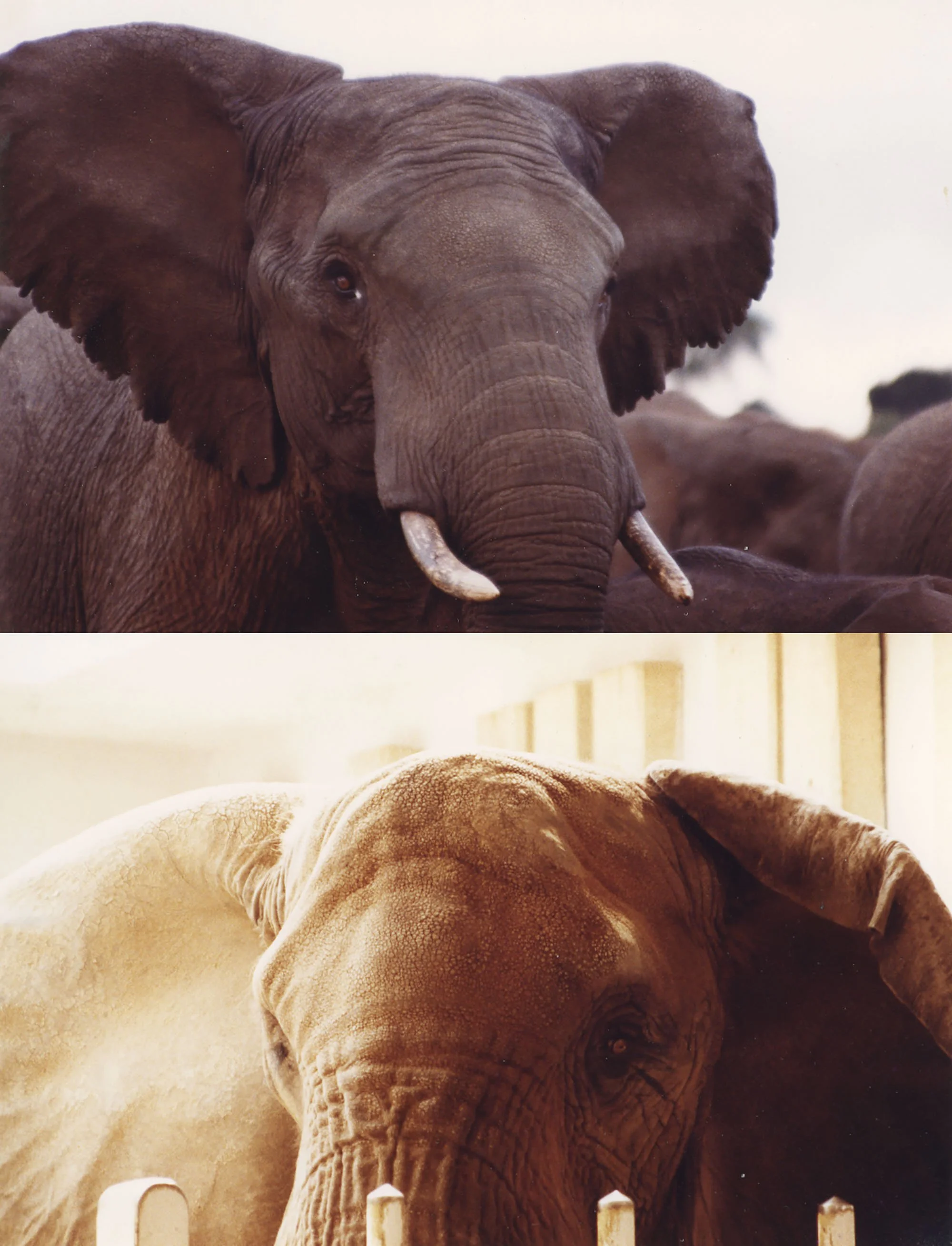Elephant face Africa / zoo, 1990