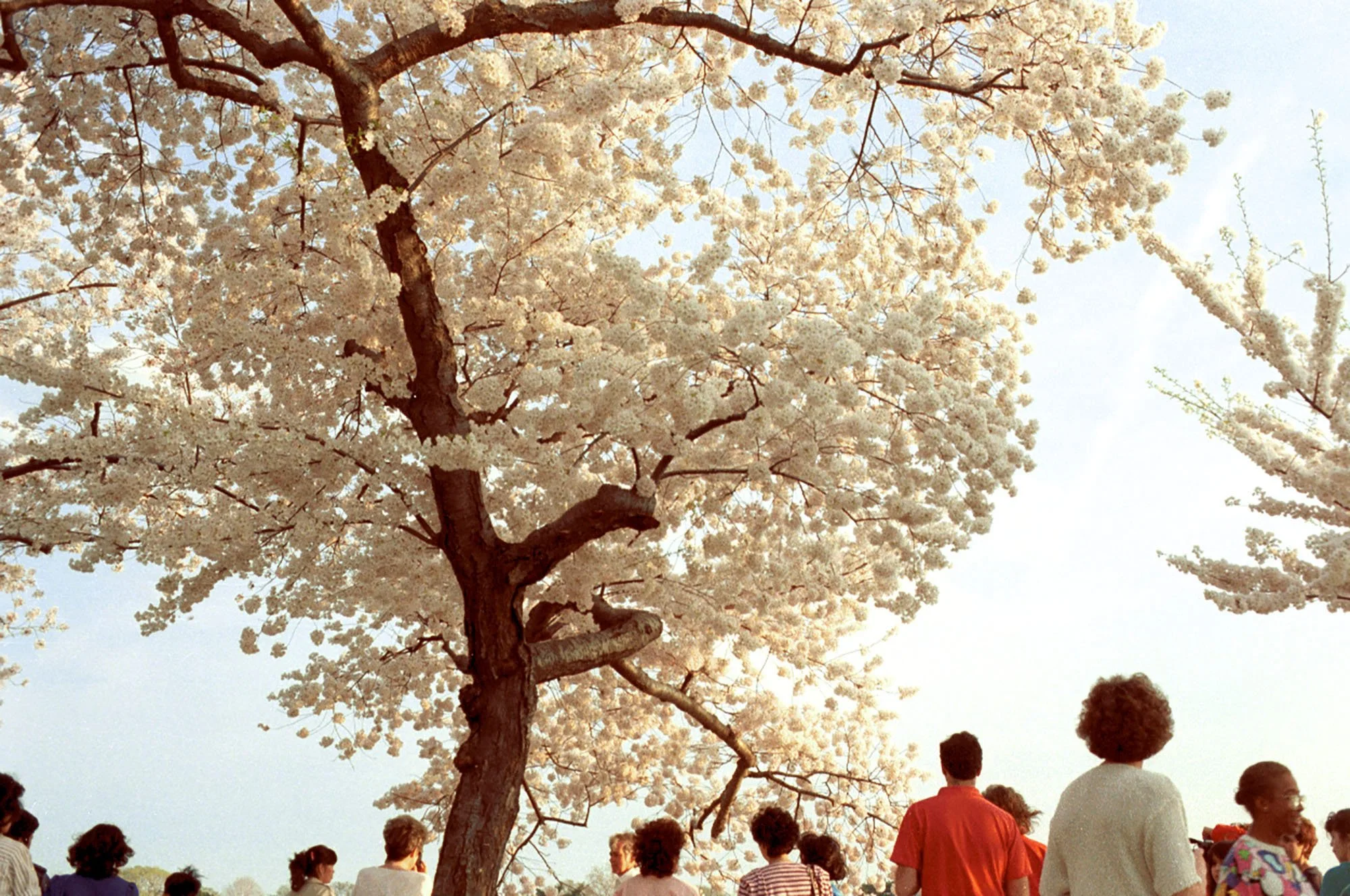 Cherry Blossom 1988