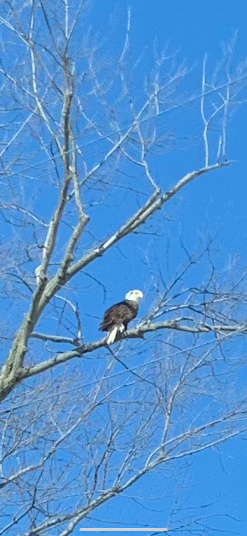 My Backyard — United Citizens of Tazewell County IL