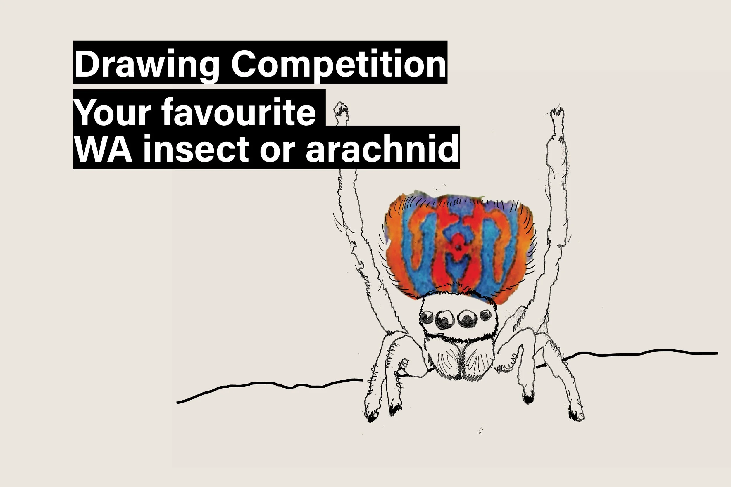 Endemic insects and arachnids drawing competition