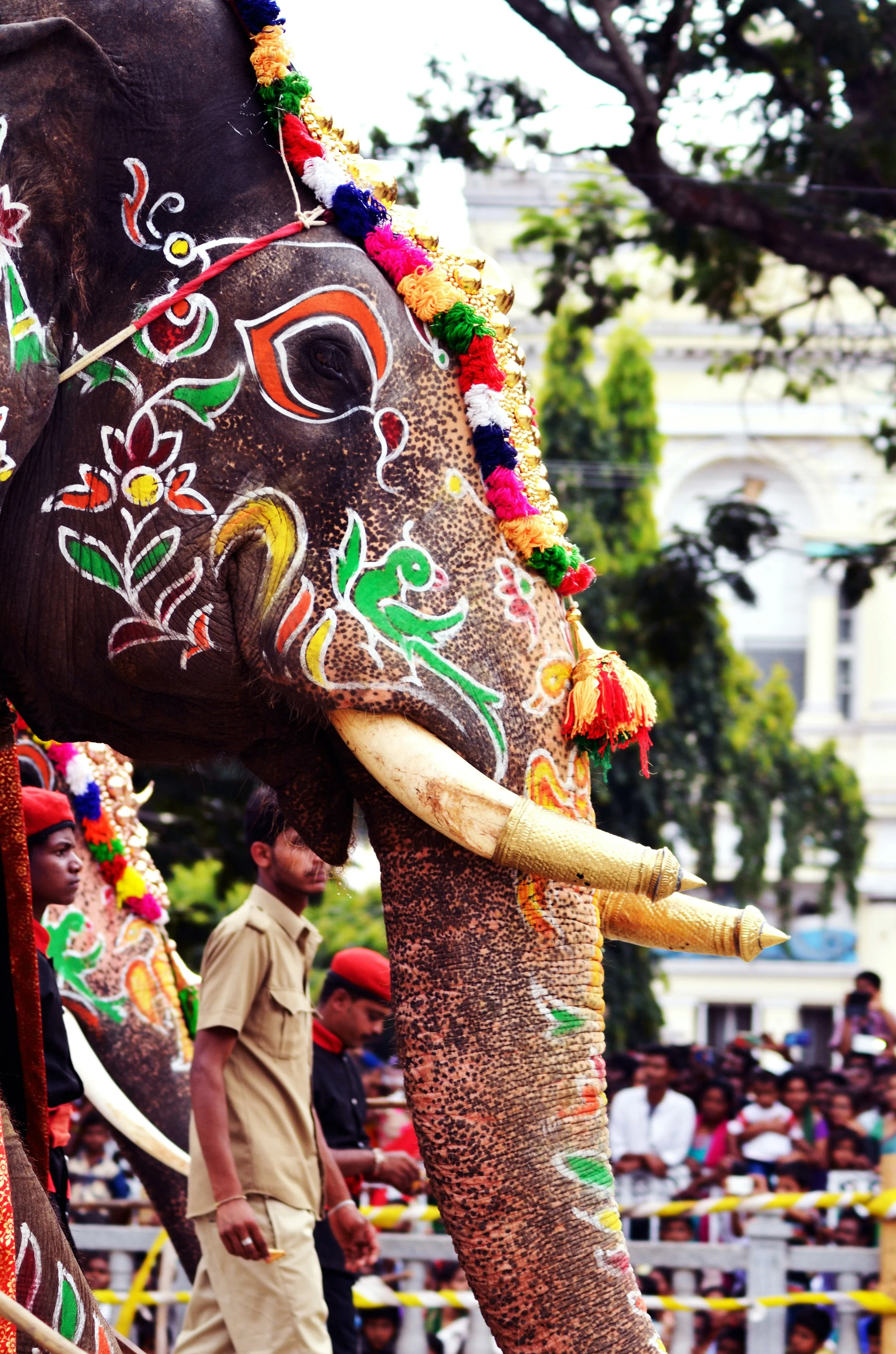 Befriending the Elephant