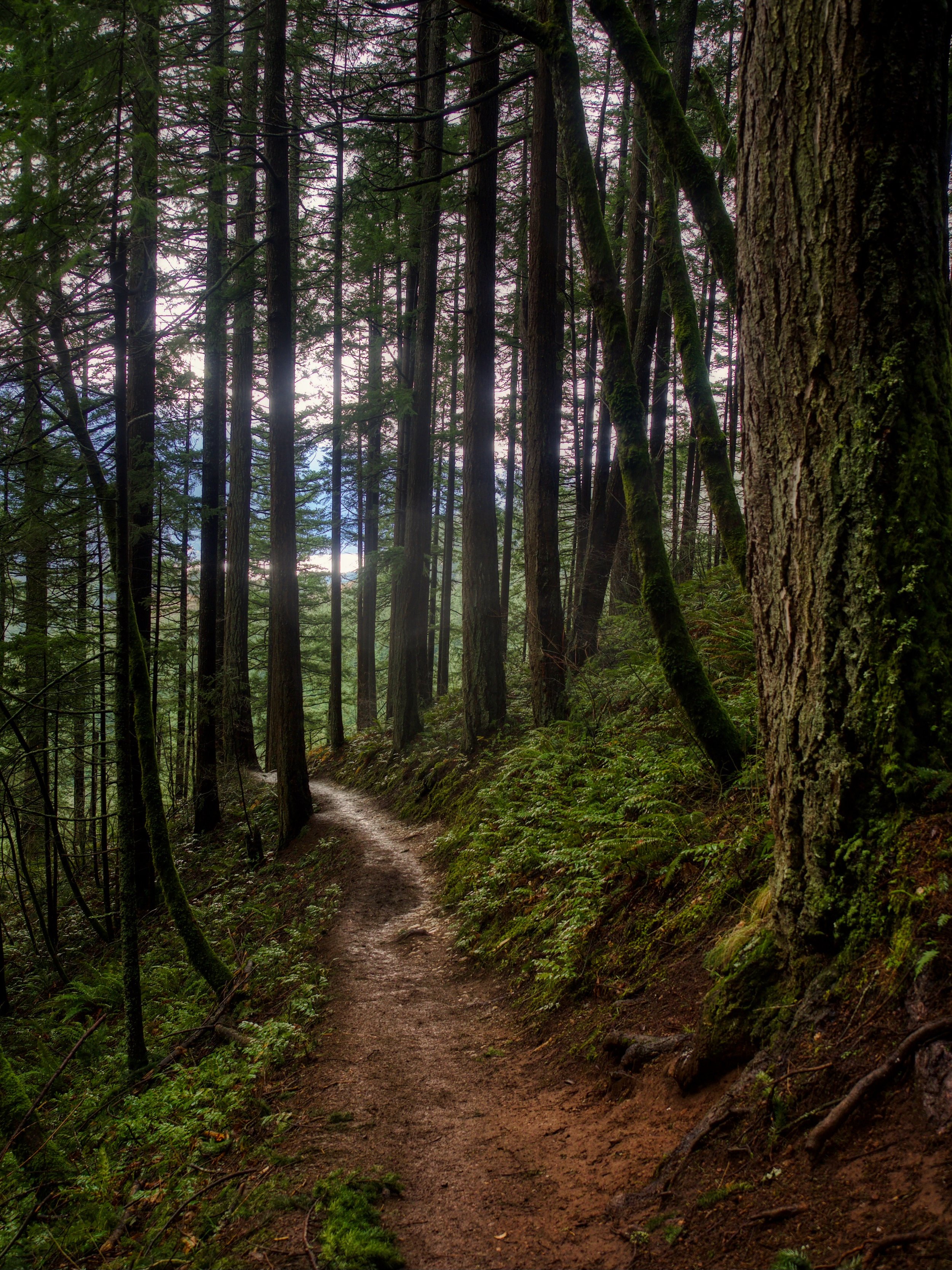 trees.jpg