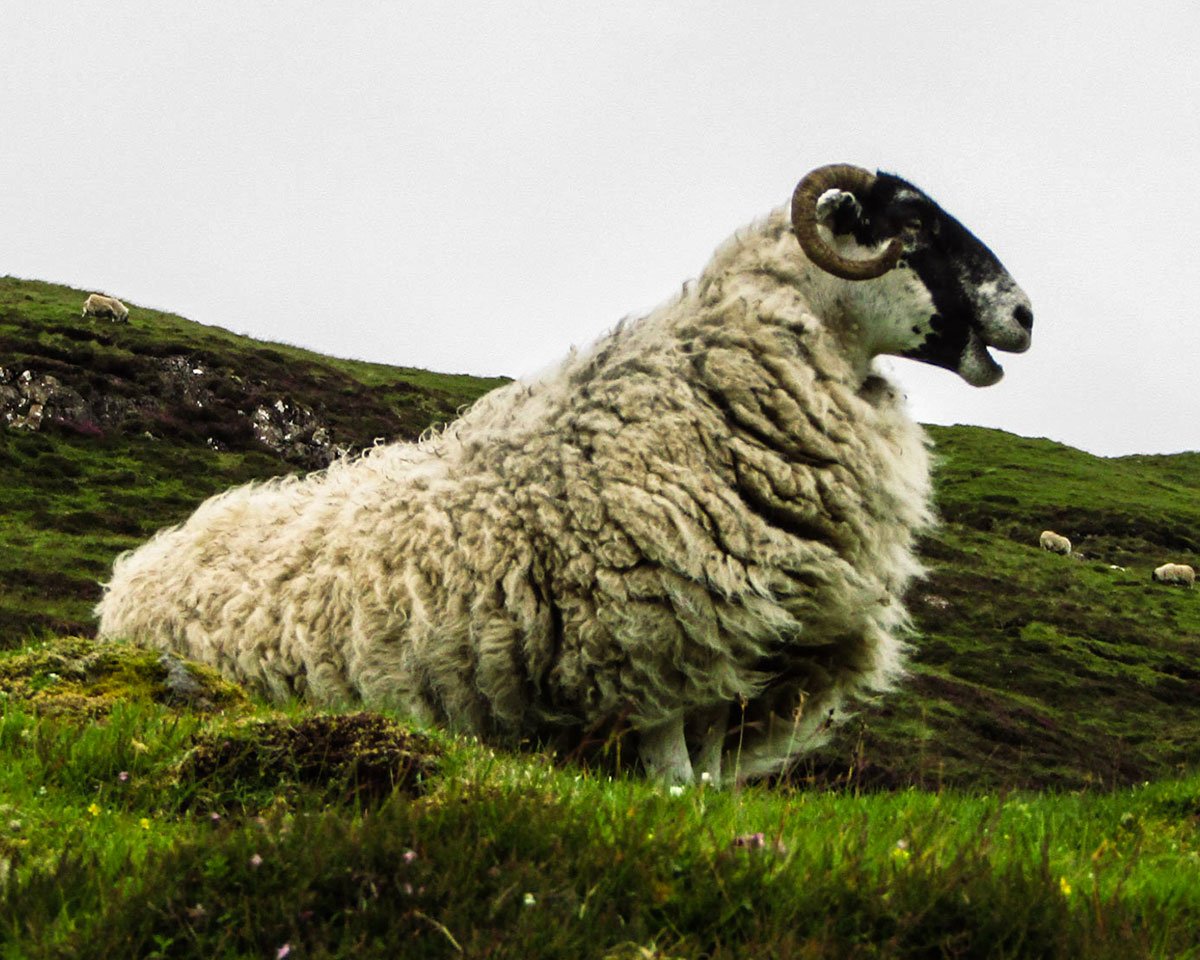 Black-faced Sheep, Scotland