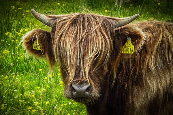 HIghland Cow at Crathes Castle