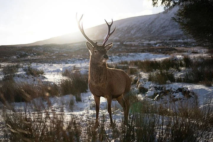 Red Deer Stag in the Cairngorm Mountains