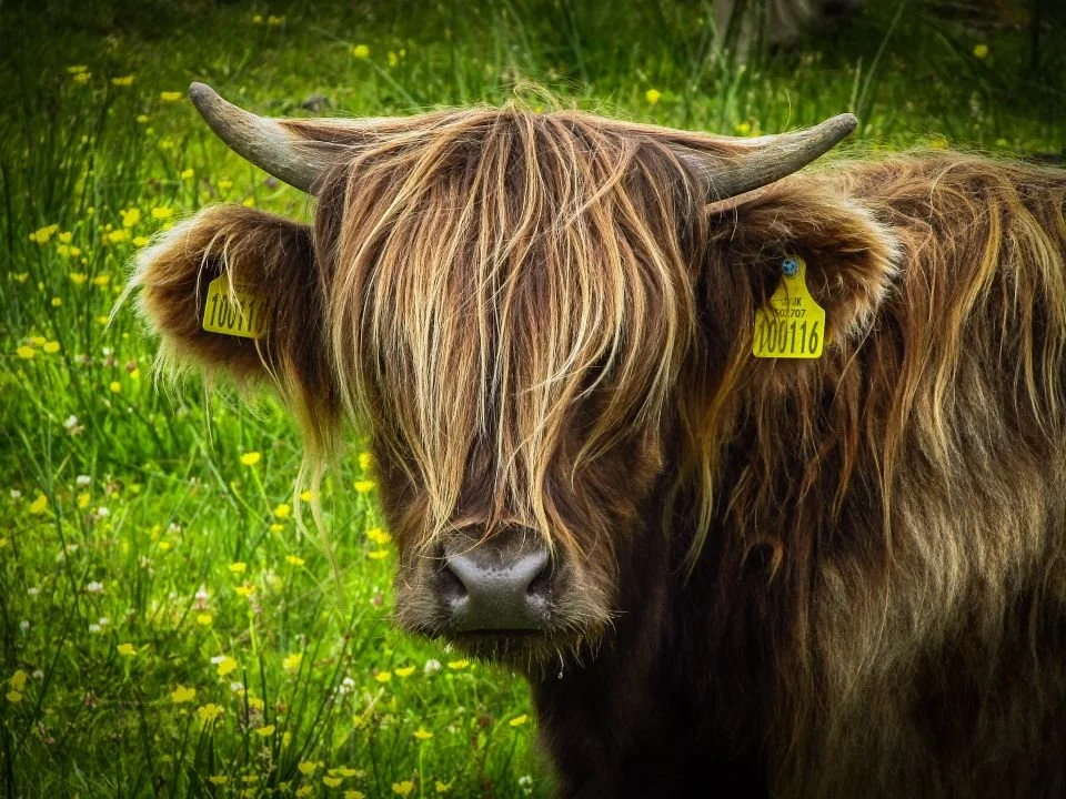 Highland cow in Aberdeenshire