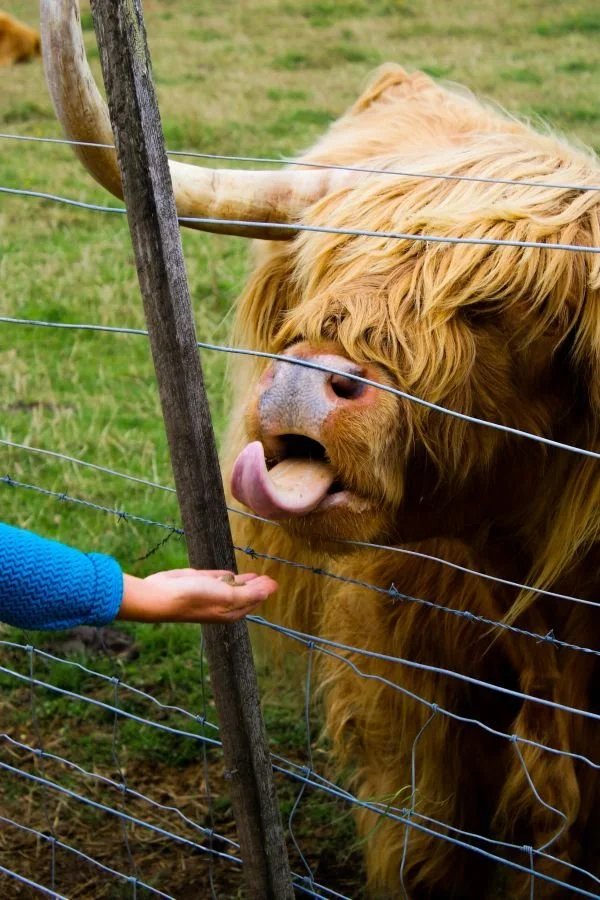 Nicola feeding Highland Cow