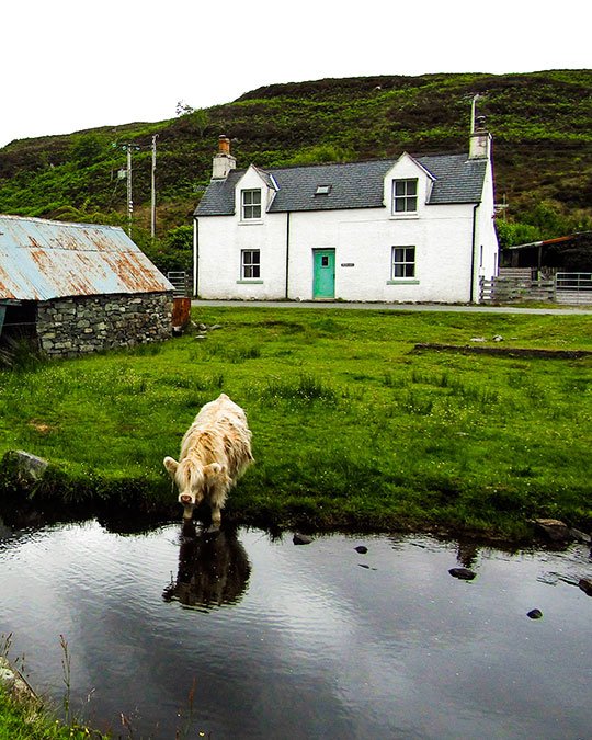 A traditional Scottish stone house surrounded by iconic Highland cows in the beautiful Aberdeenshire countryside
