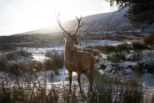 A majestic Red Deer stag standing in a snowy Highland landscape at sunset within the Cairngorms National Park.