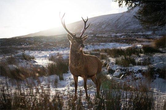 Cairngorms National Park Nature Scenery