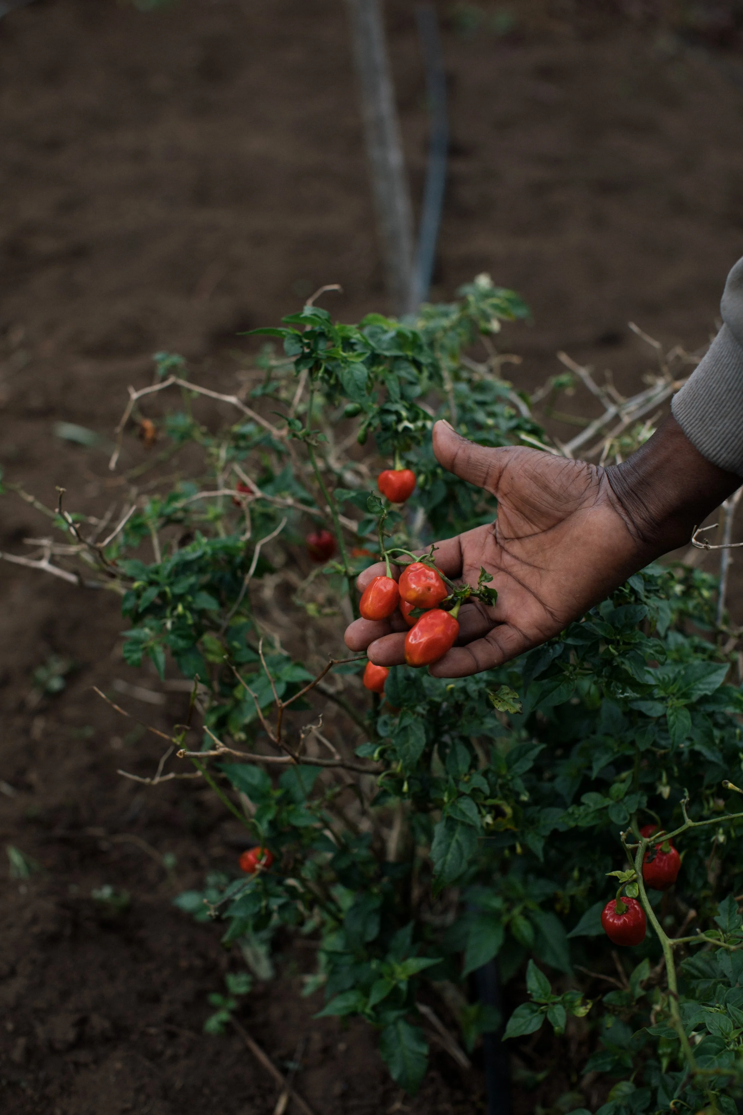Close-up of a hand picking ripe red cherry tomatoes on a plant in a garden.