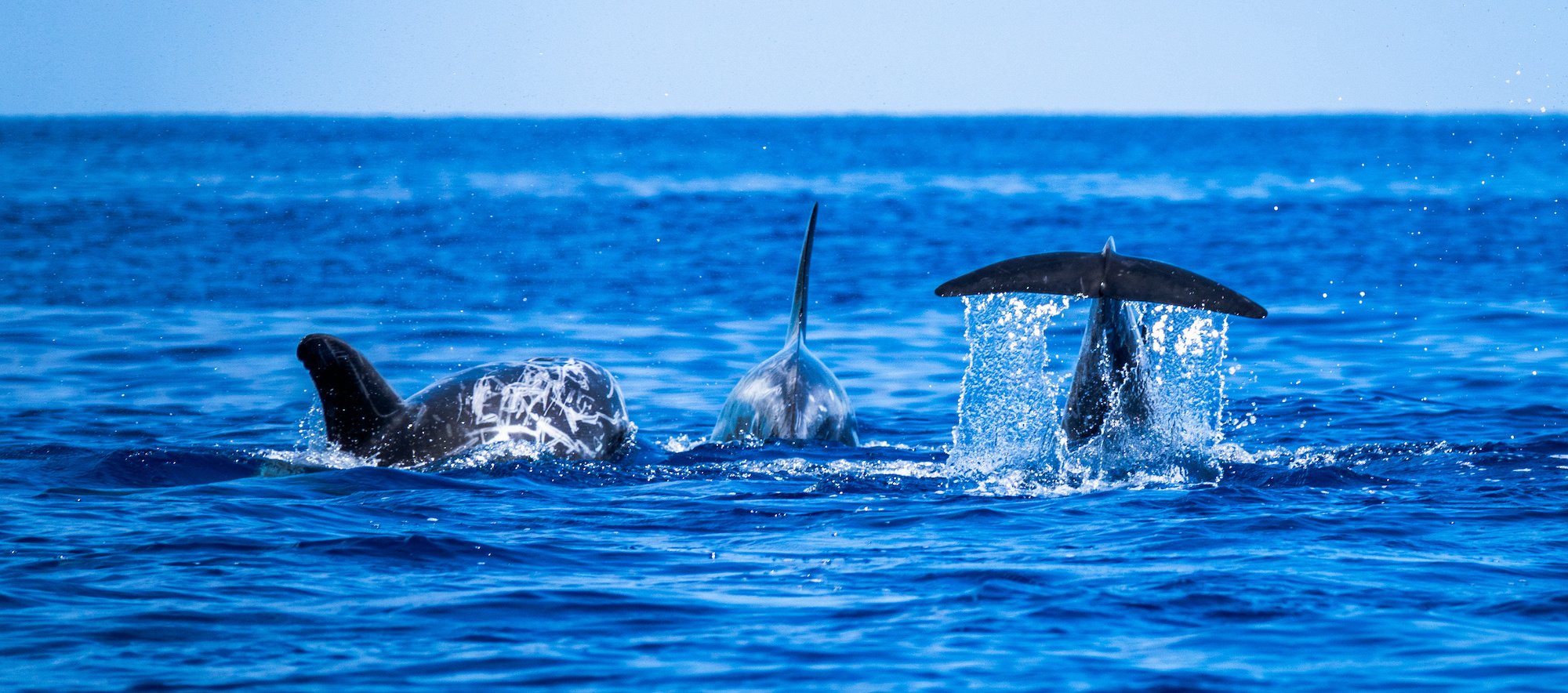 Dolphins in the Canary Islands