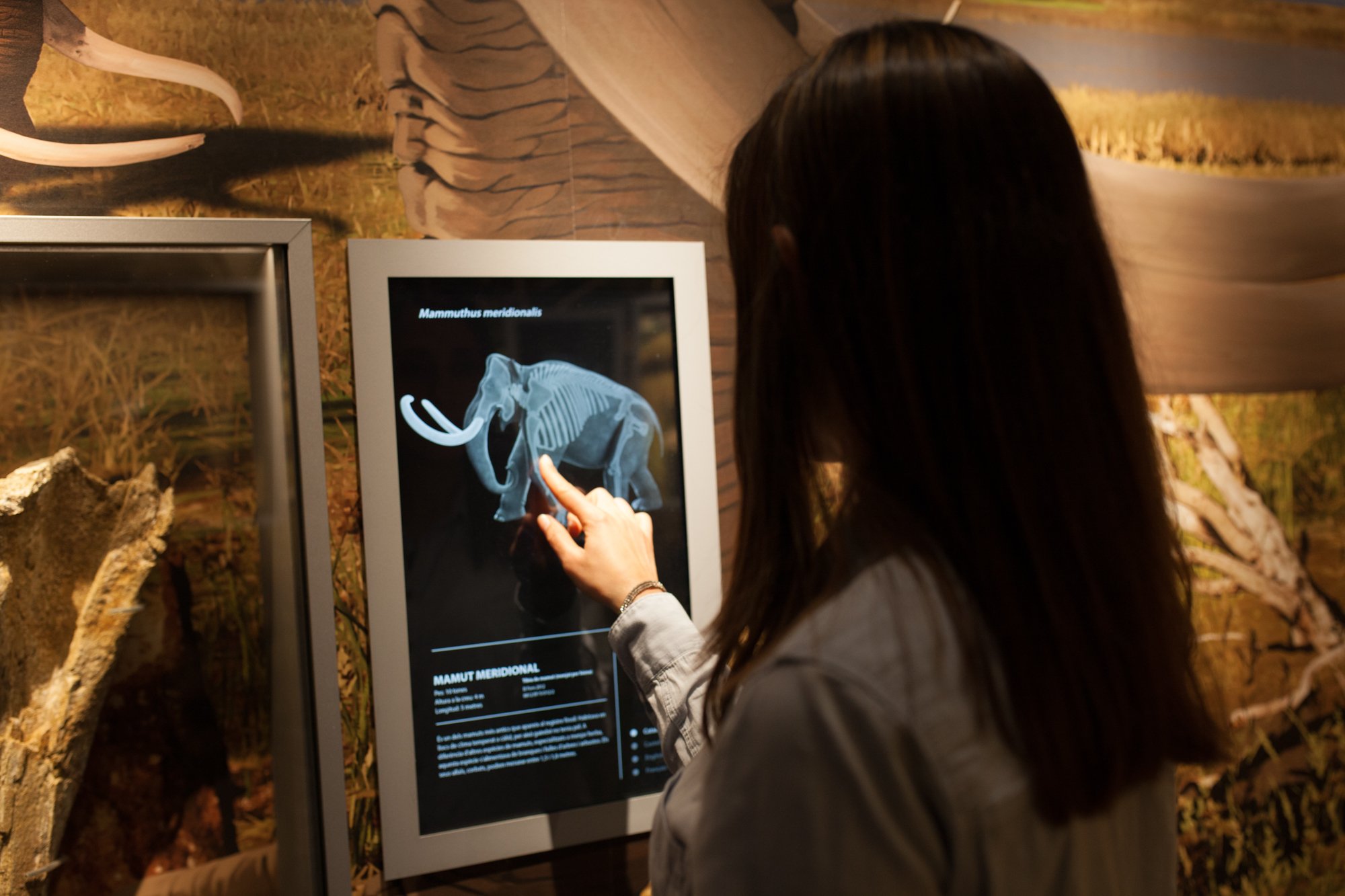 23-mammuthus-barranc-de-la-boella-canonja-spain-paleonthology-museum-ambito-cero-design-paleontologia.jpg