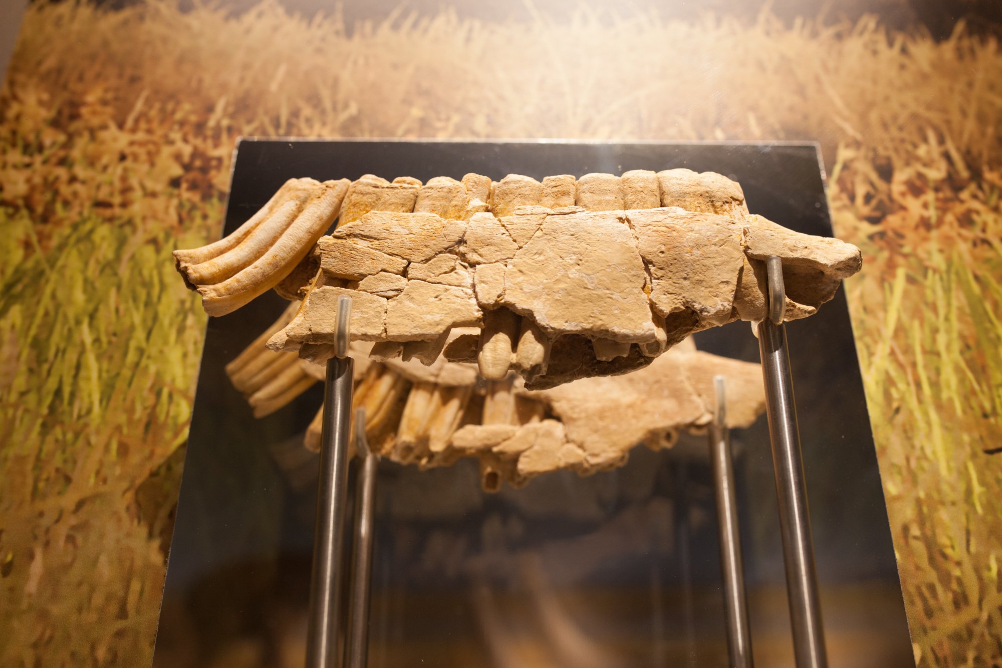12-mammuthus-barranc-de-la-boella-canonja-spain-paleonthology-museum-ambito-cero-design-paleontologia.jpg