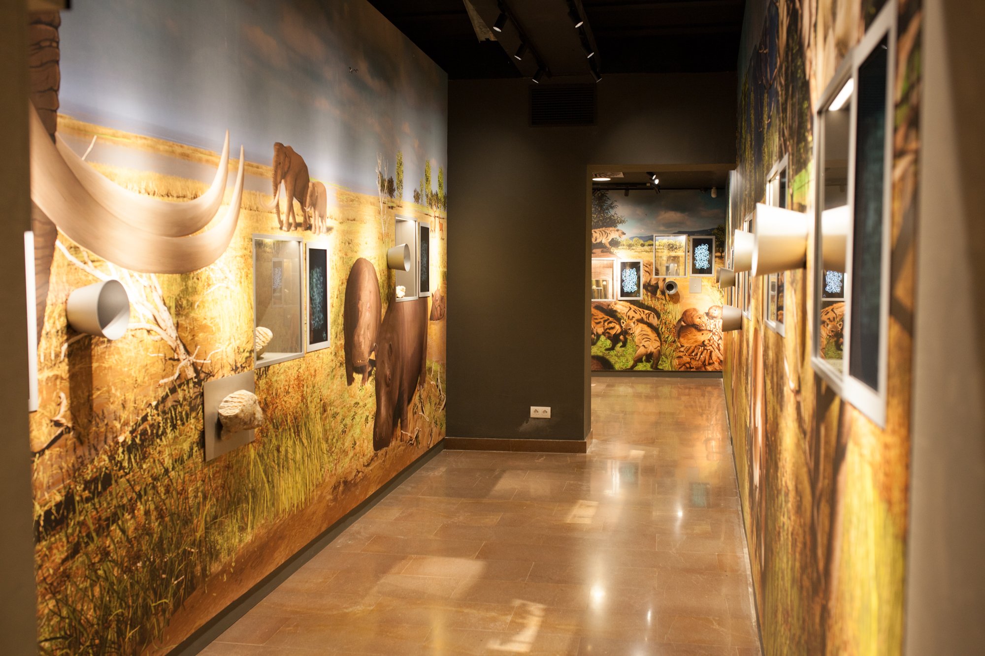 10-mammuthus-barranc-de-la-boella-canonja-spain-paleonthology-museum-ambito-cero-design-paleontologia.jpg