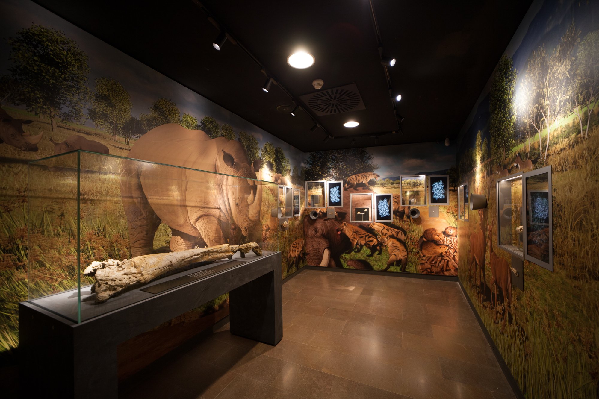 39-mammuthus-barranc-de-la-boella-canonja-spain-paleonthology-museum-ambito-cero-design-paleontologia.jpg