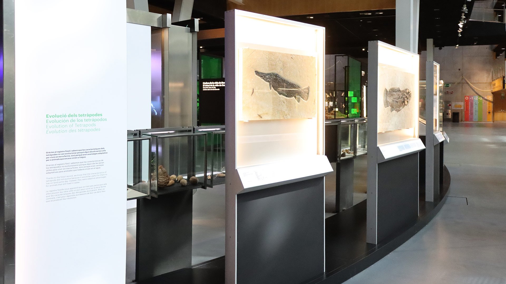 04-la-sortida-del-aigua-salida-agua-biologia-biology-exhibition-exposicion-cosmocaixa-barcelona-catalunya-espana-spain-evolucion-evolution.jpg