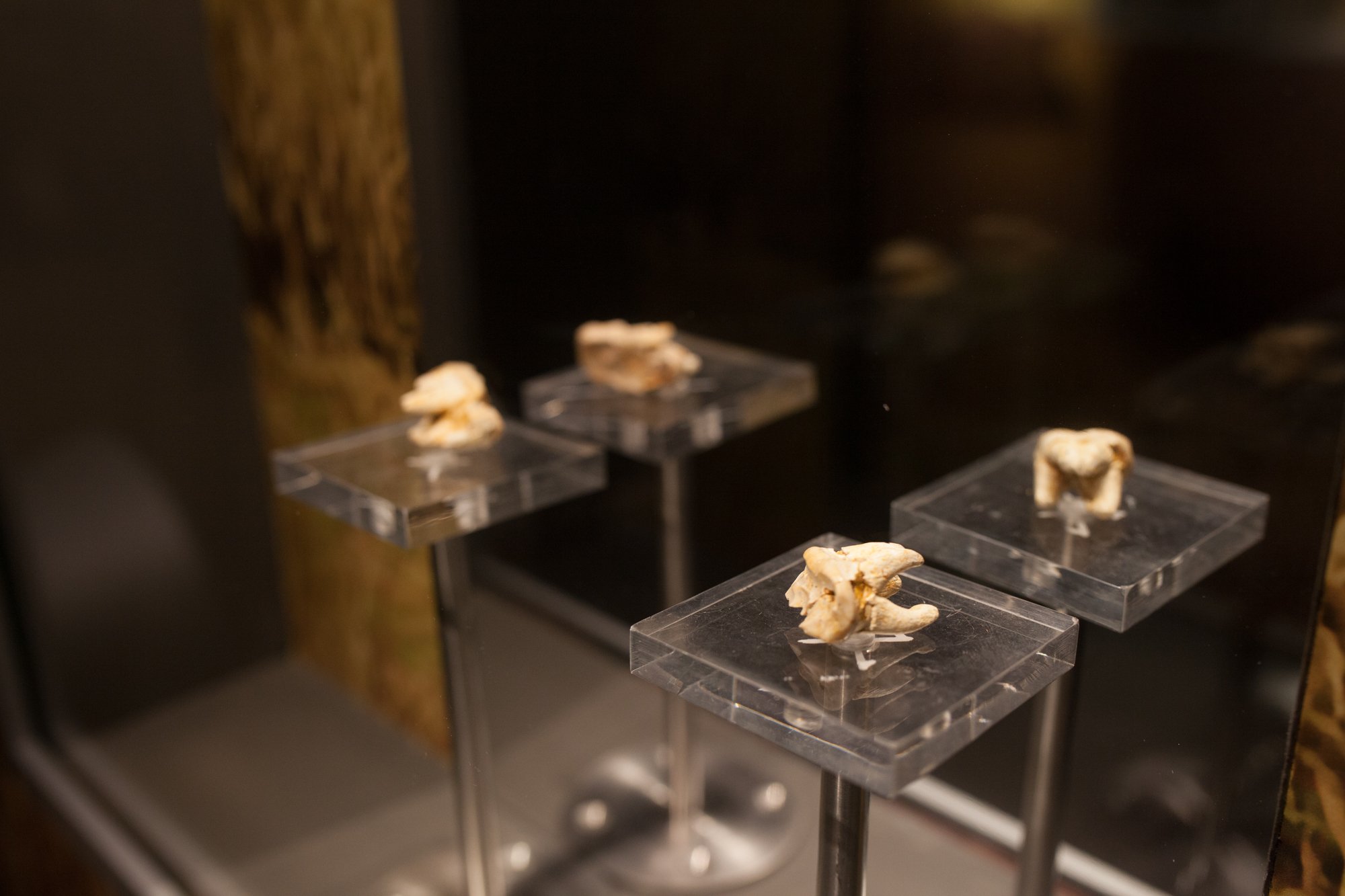 13-mammuthus-barranc-de-la-boella-canonja-spain-paleonthology-museum-ambito-cero-design-paleontologia.jpg