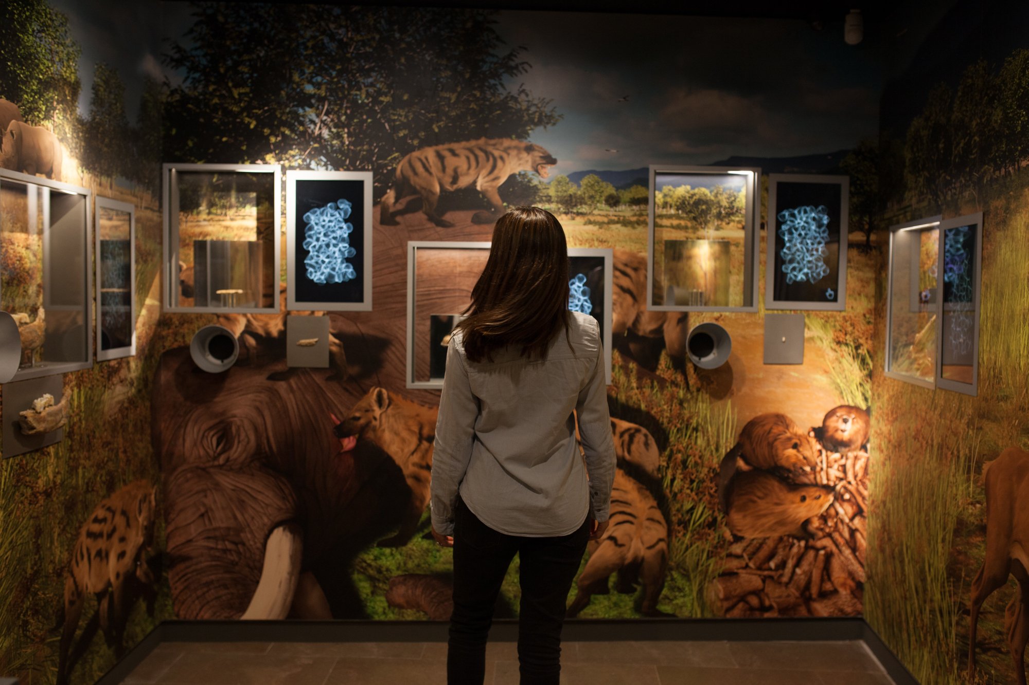 24-mammuthus-barranc-de-la-boella-canonja-spain-paleonthology-museum-ambito-cero-design-paleontologia.jpg
