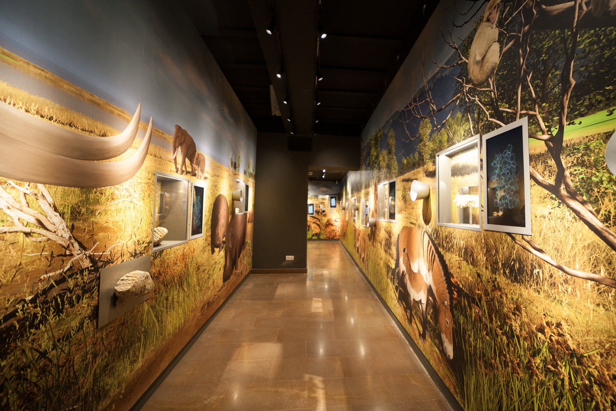 38-mammuthus-barranc-de-la-boella-canonja-spain-paleonthology-museum-ambito-cero-design-paleontologia.jpg