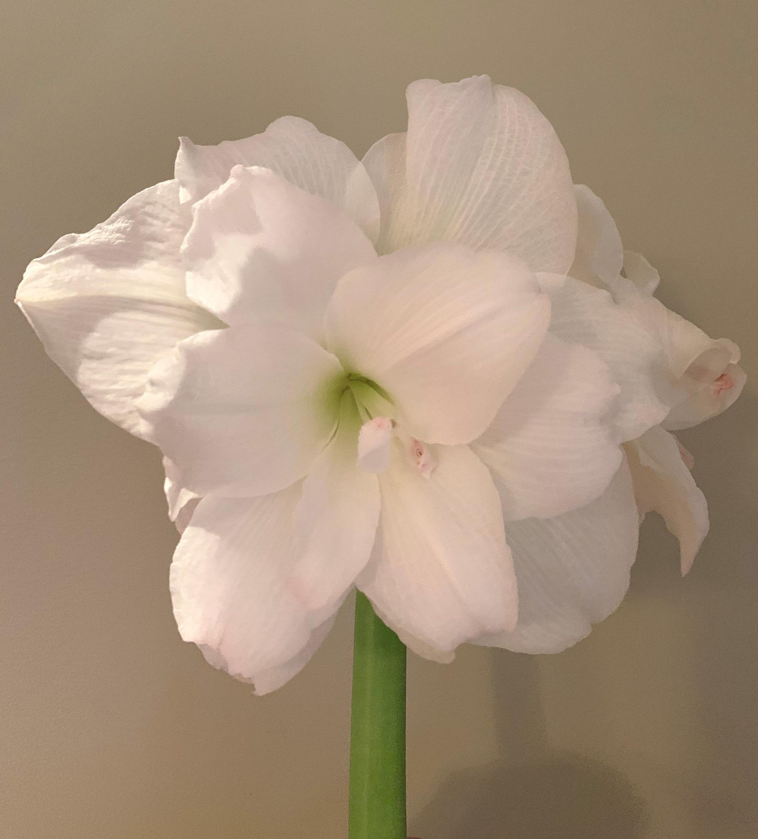 All About Amaryllis — Barn Blooms Flower Farm