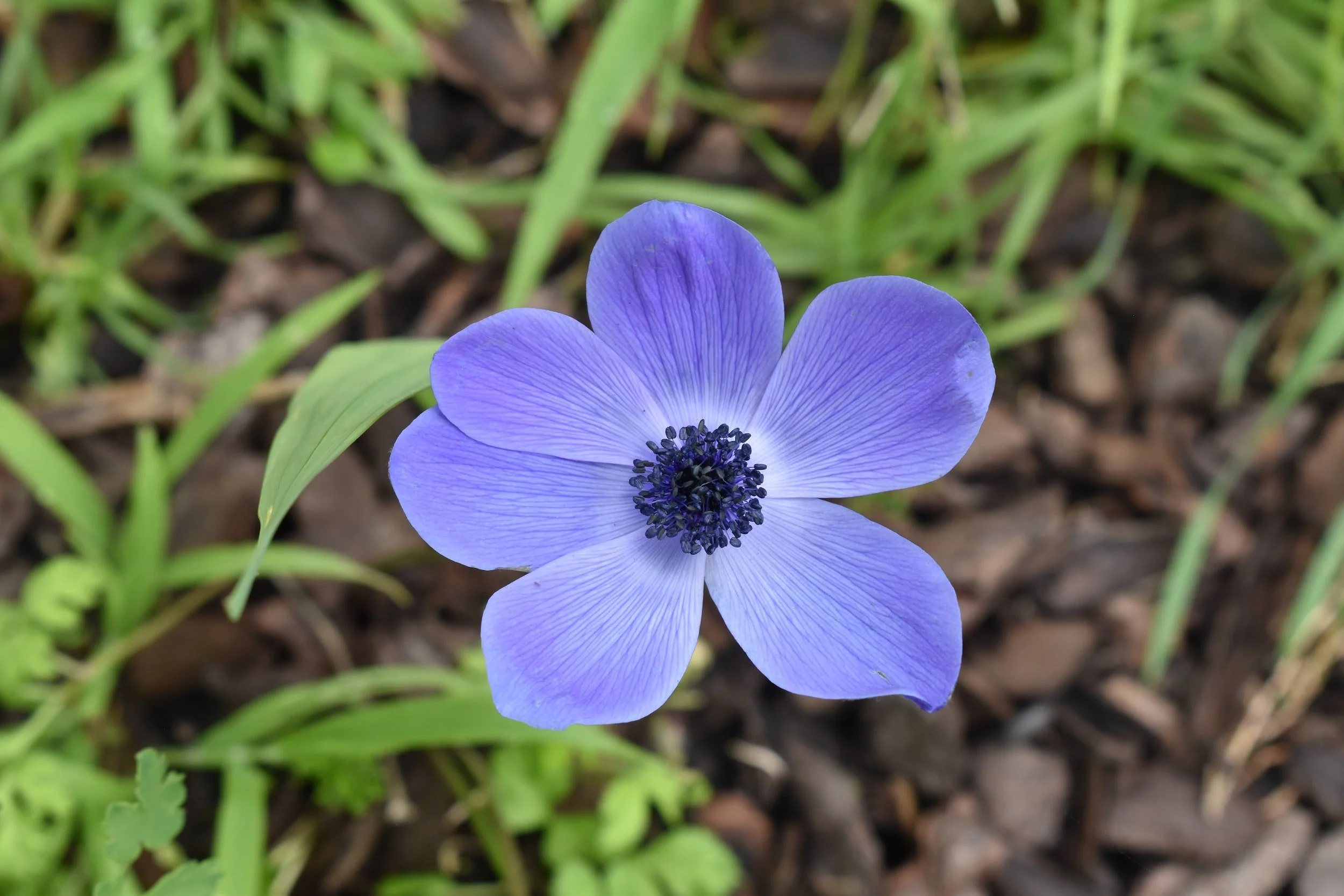 Spring Flowers In New York State Best Flower Site