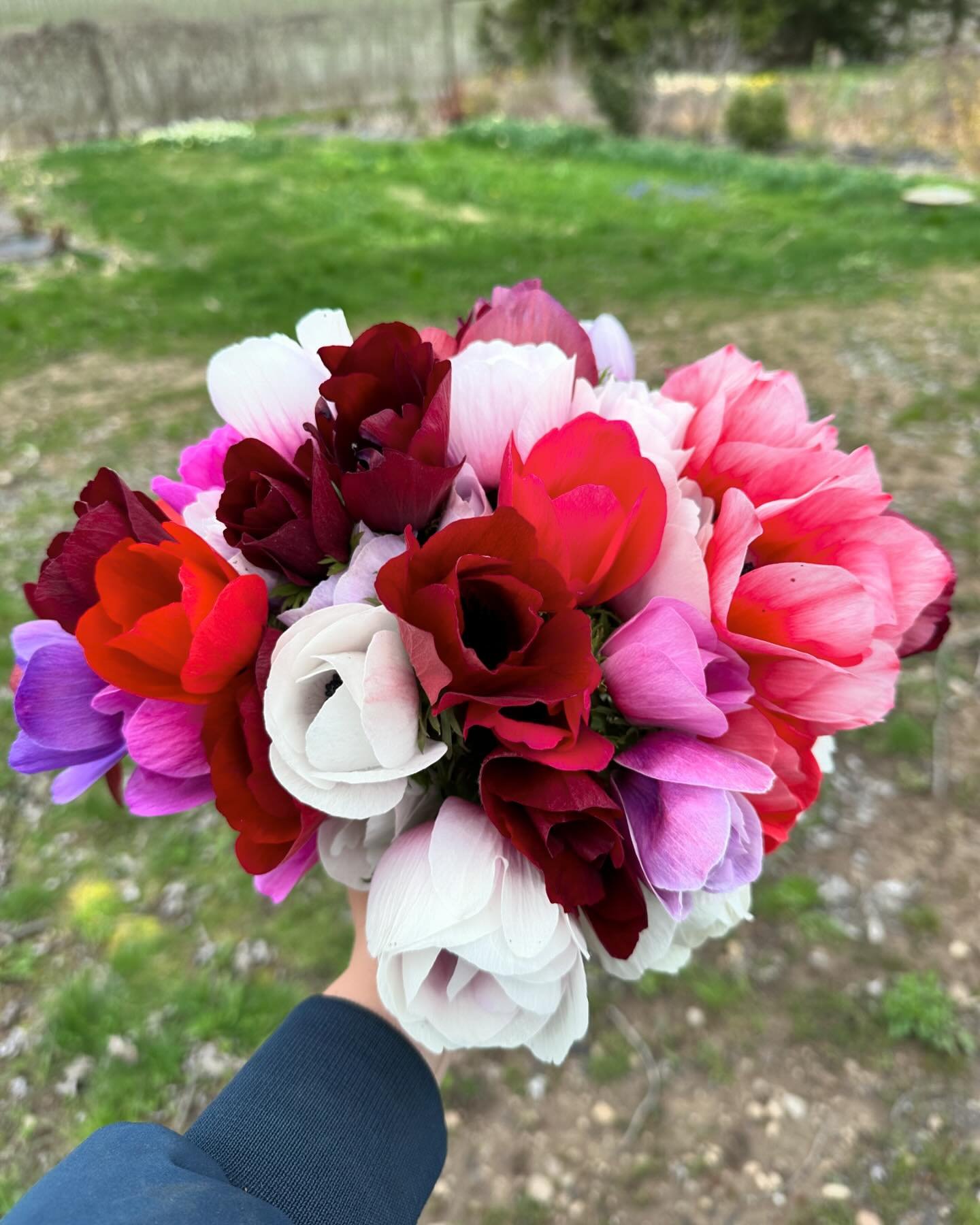 Things are moving fast out in the field with the warmer temps. We have seen this week! 

These are the first anemones that I dead head off. They are short stems and cannot be sold, but I&rsquo;ll enjoy them in my house for the weekend 🤩

With how fa