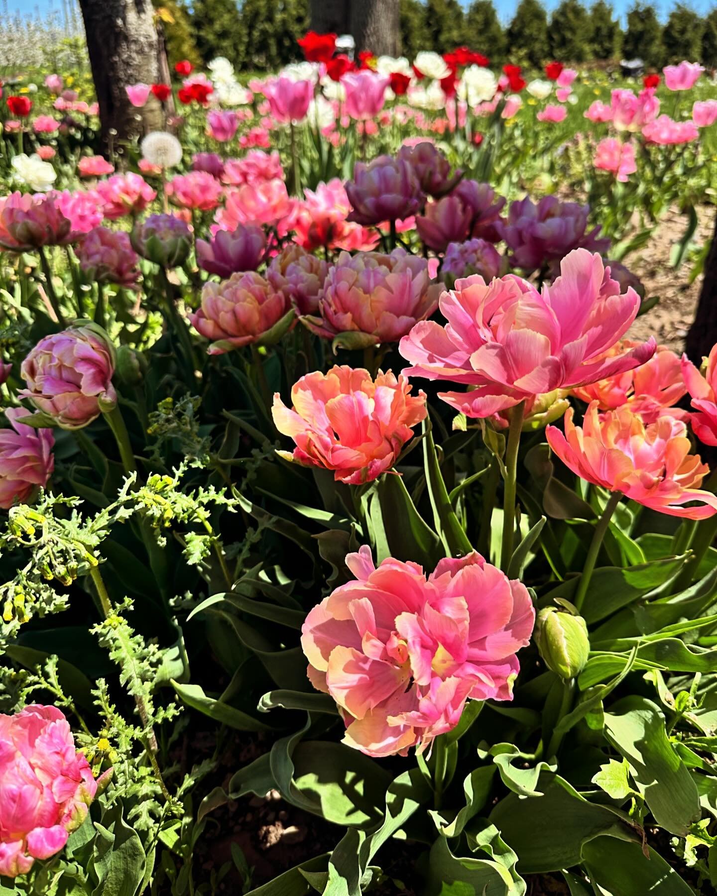 It is a rainy day this Friday we have all the sunshine you need 🌸

The flower stand at the farm is open 9-6 today 💐

I also restocked down at @sweetsbysarahbakery and she is open today until 4 pm 🌷❤️