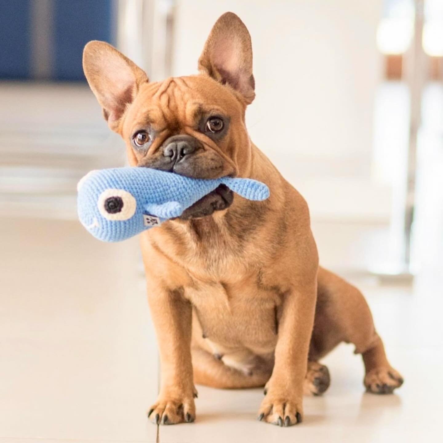 Bazyl the whale isn&rsquo;t just adorable - it&rsquo;s designed for endless hours of fun playtime. 
With a squeaker inside and its vibrant colour and texture that stimulate your dog&rsquo;s senses, Bazyl is the perfect summer toy for both inside and 