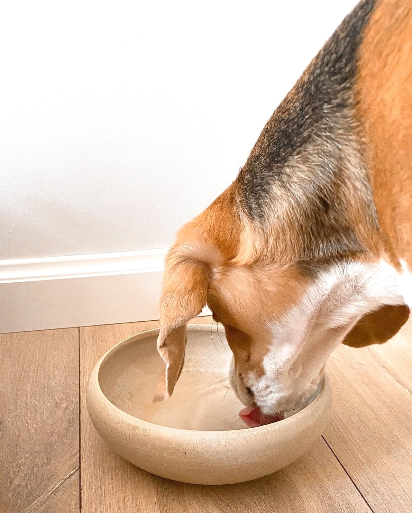 Stylish in any season, our beige ceramic bowls&mdash;available in 3 sizes&mdash;are ideal for indoor or outdoor use as food or water bowls. They minimise bacterial growth for a cleaner, safer, and more enjoyable experience.

The ceramic material also