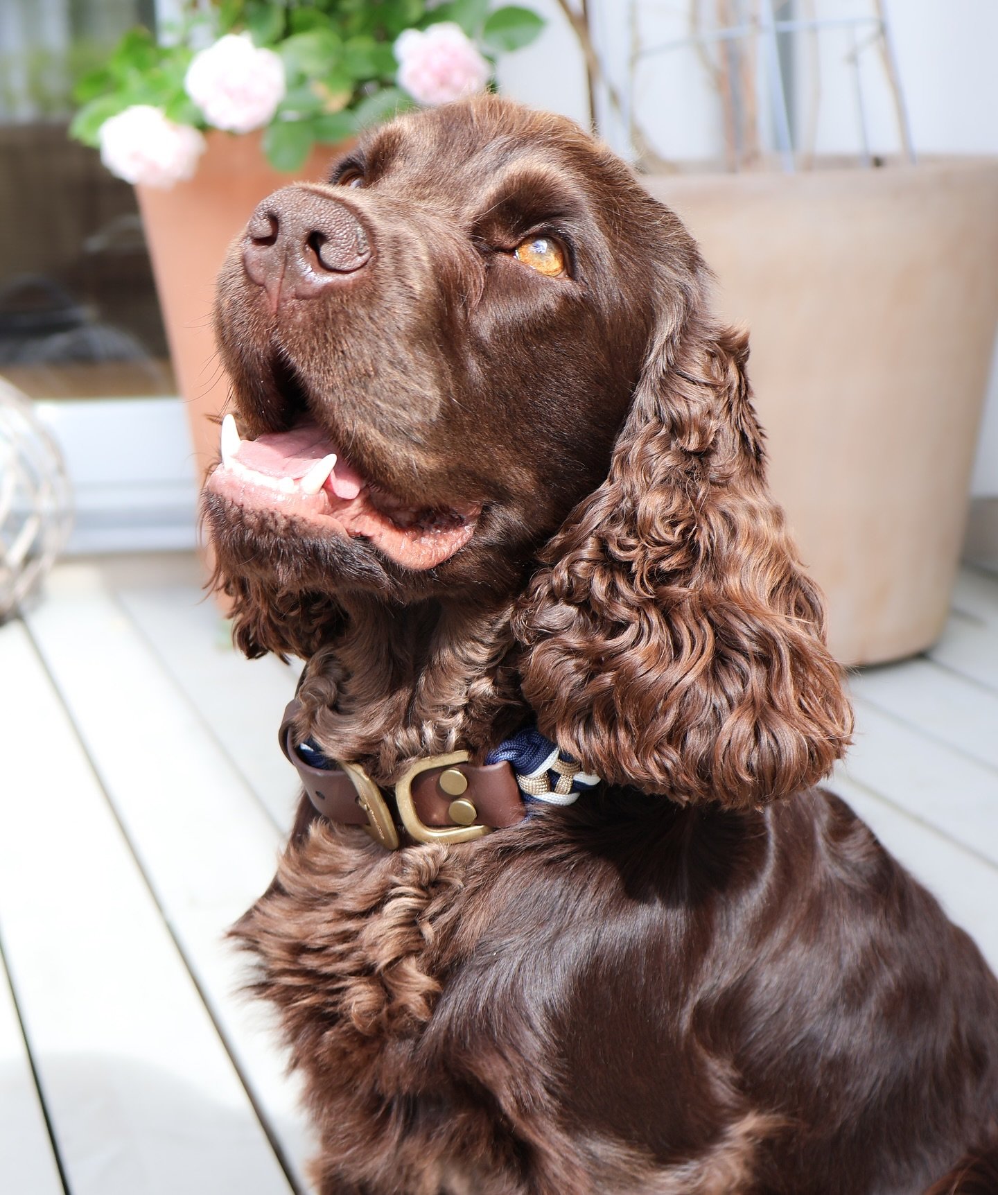 Whether it&rsquo;s a day at the beach or a rainy walk, @the_williamwalker Paracord and Biothane Dog Collars are perfect for all summer weather ☀️☔️ 
Quick-drying, rot-resistant, lightweight, and machine washable, these collars ensures your dog stays 