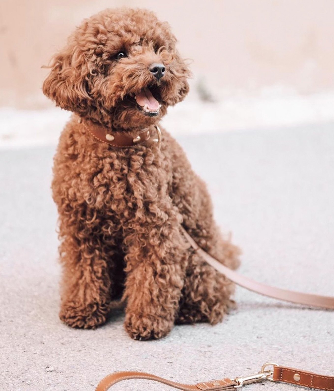 Gift your dog a collar that combines exceptional design, comfort, and style. This stunning brown leather collar, adorned with golden studs and a lightweight, comfortable fit, is handmade by Branni Pets in Italy. Available in various sizes to suit all