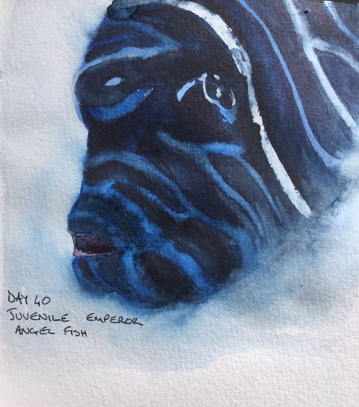 Juvenile Emperor Angelfish watercolour
