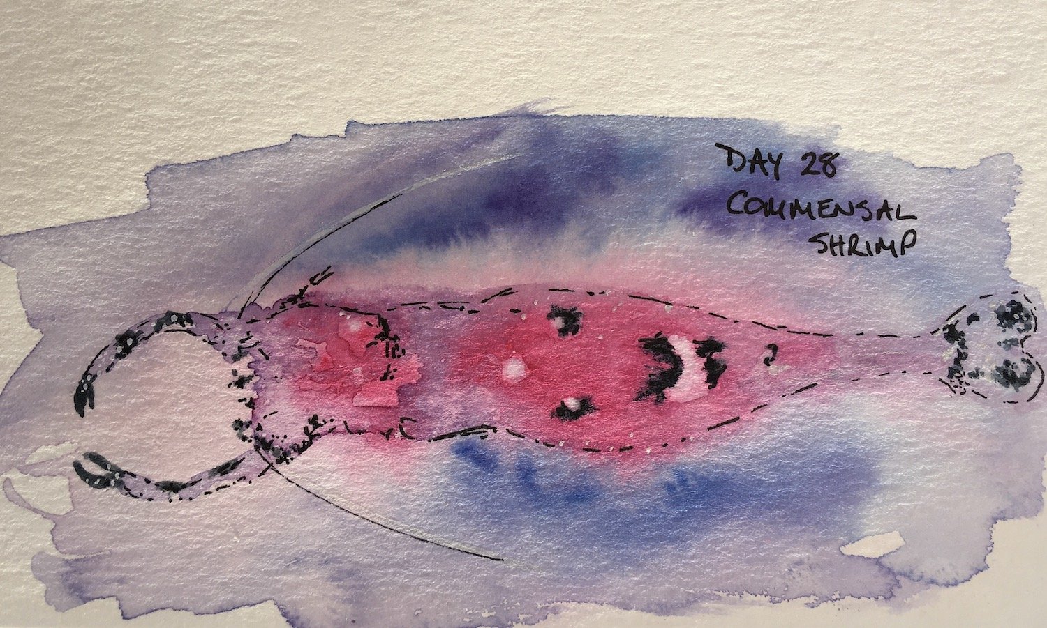 Bright shrimp watercolour and ink